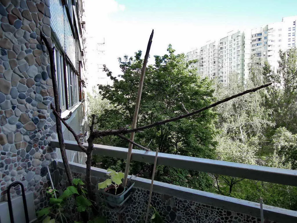 Ретро-квартира с деревом и нишами, фото 11