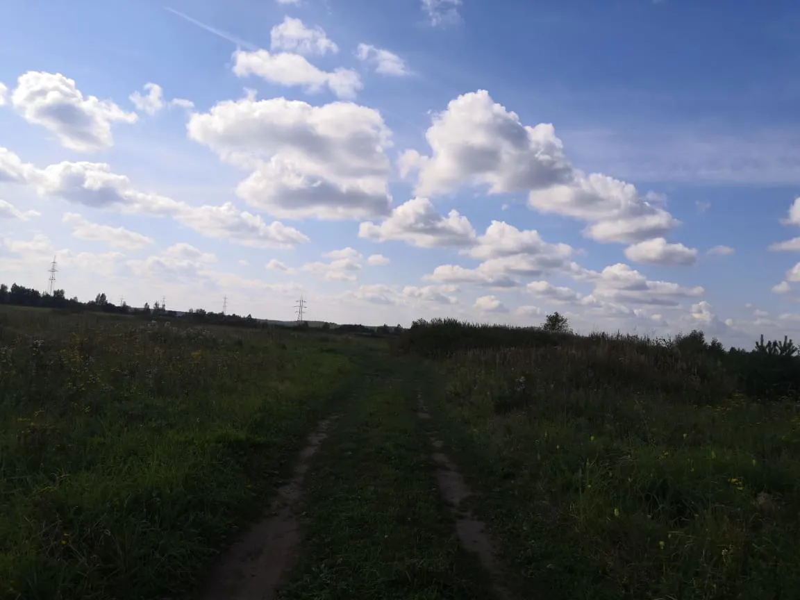 Полевая дорога с лесом, фото 1