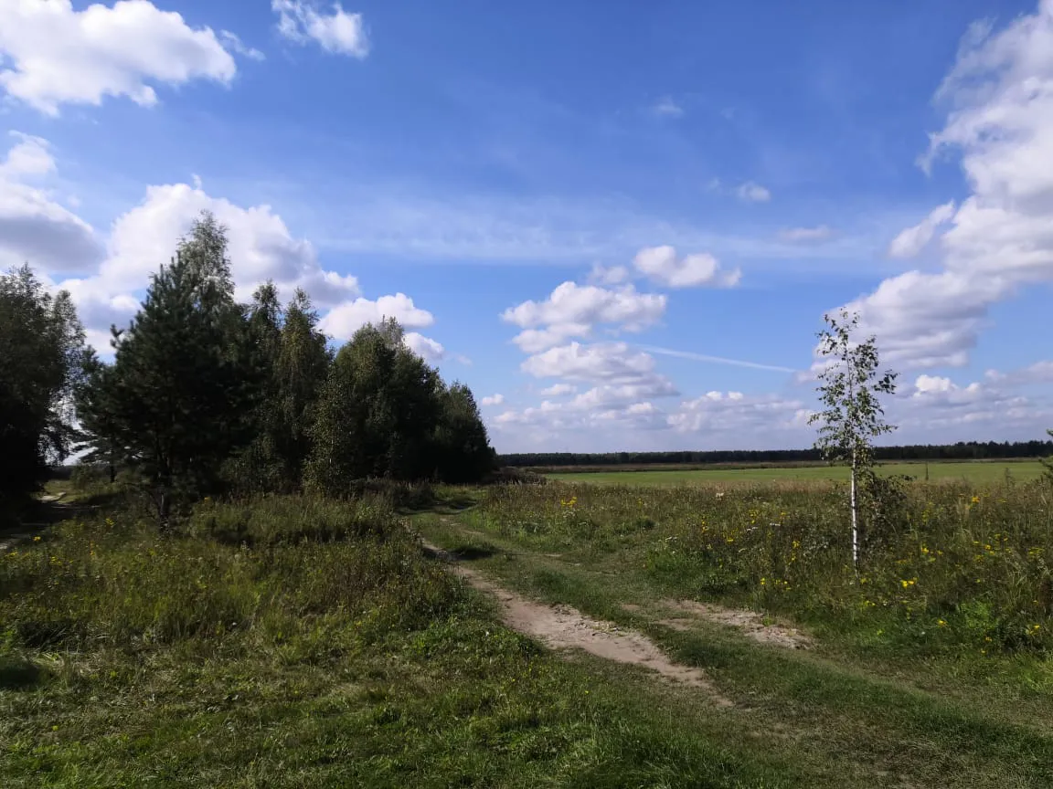 Полевая дорога с лесом, фото 12