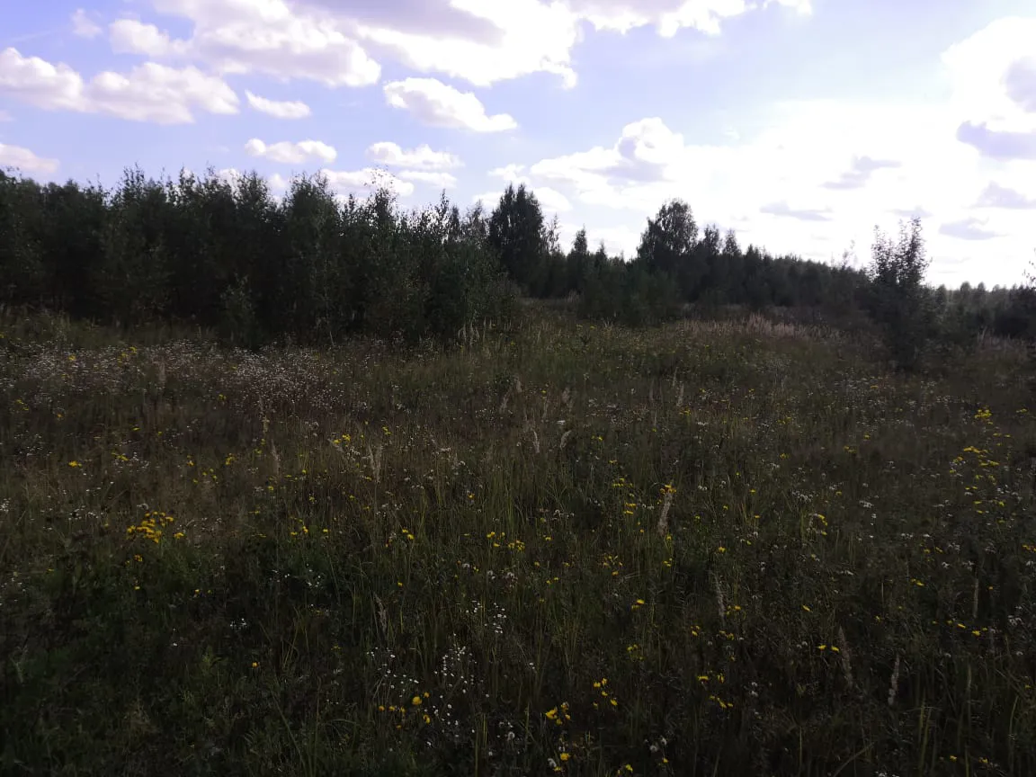 Полевая дорога с лесом, фото 9