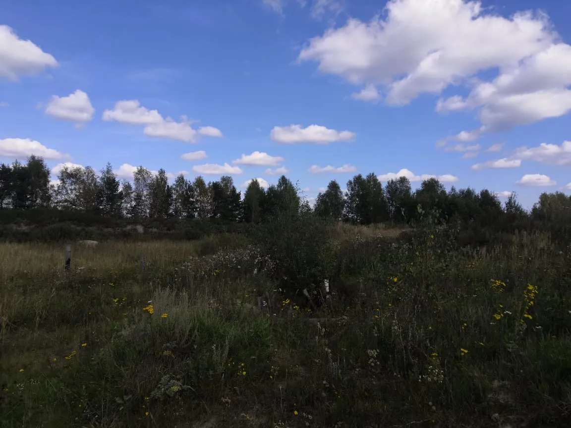 Полевая дорога с лесом, фото 4