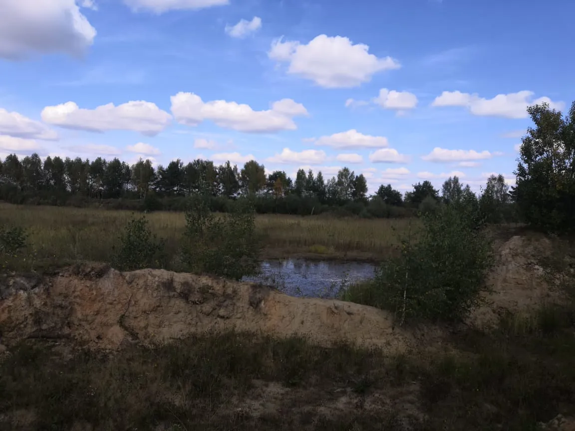 Полевая дорога с лесом, фото 3