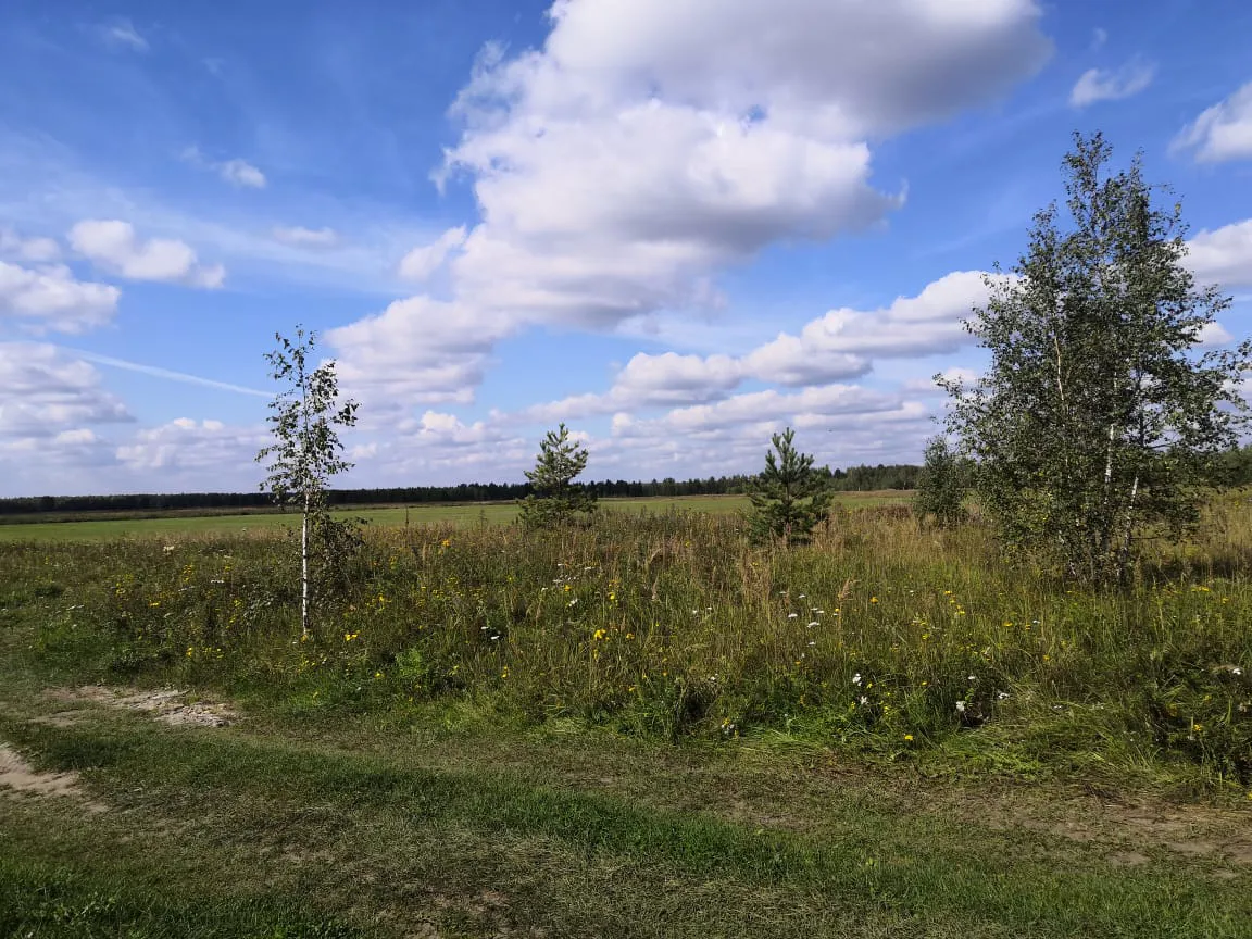 Полевая дорога с лесом, фото 7
