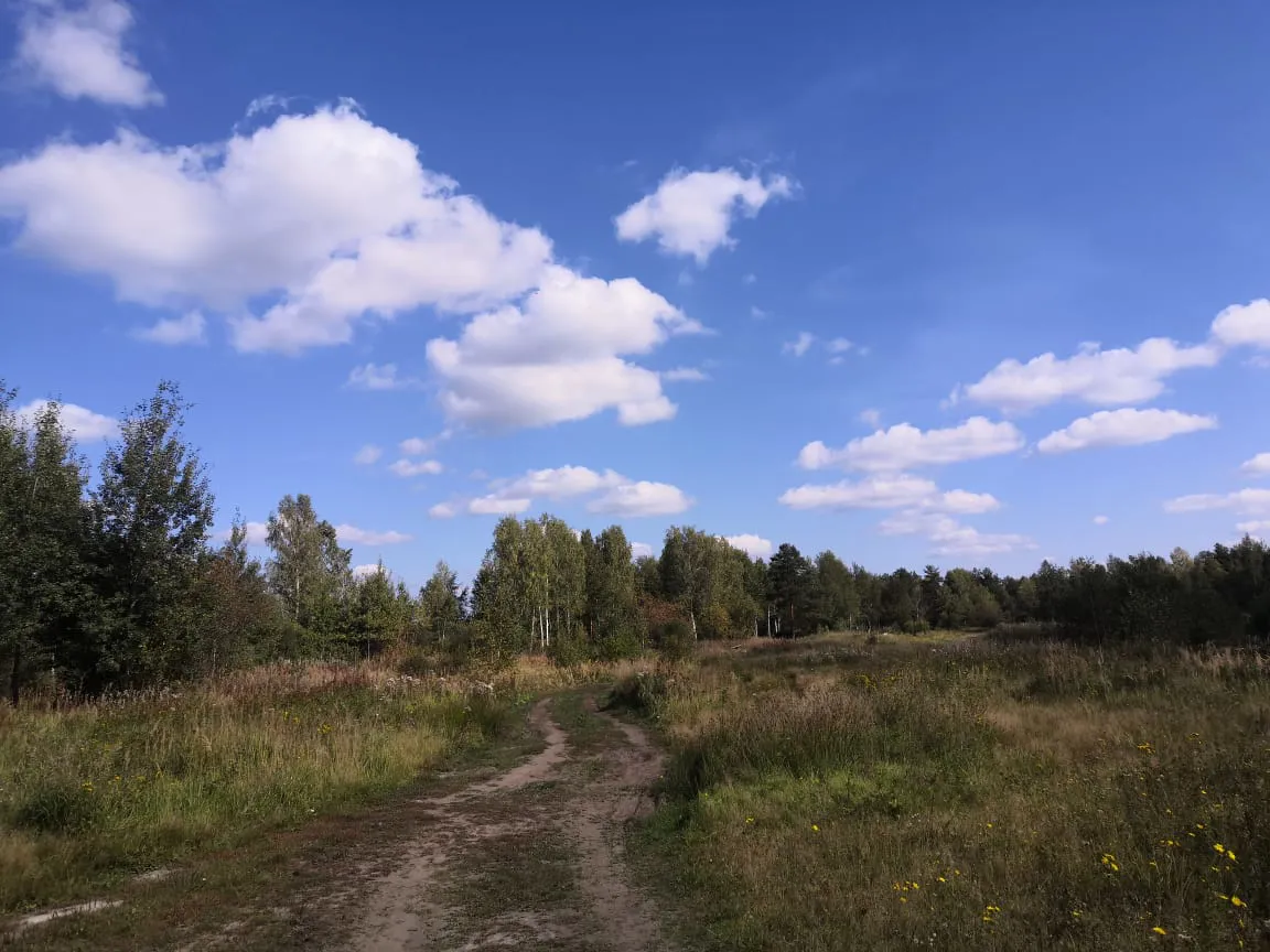 Полевая дорога с лесом, фото 6