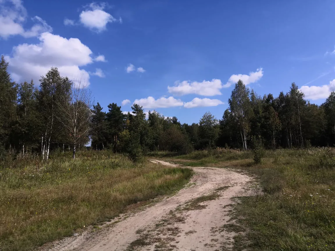 Полевая дорога с лесом, фото 10