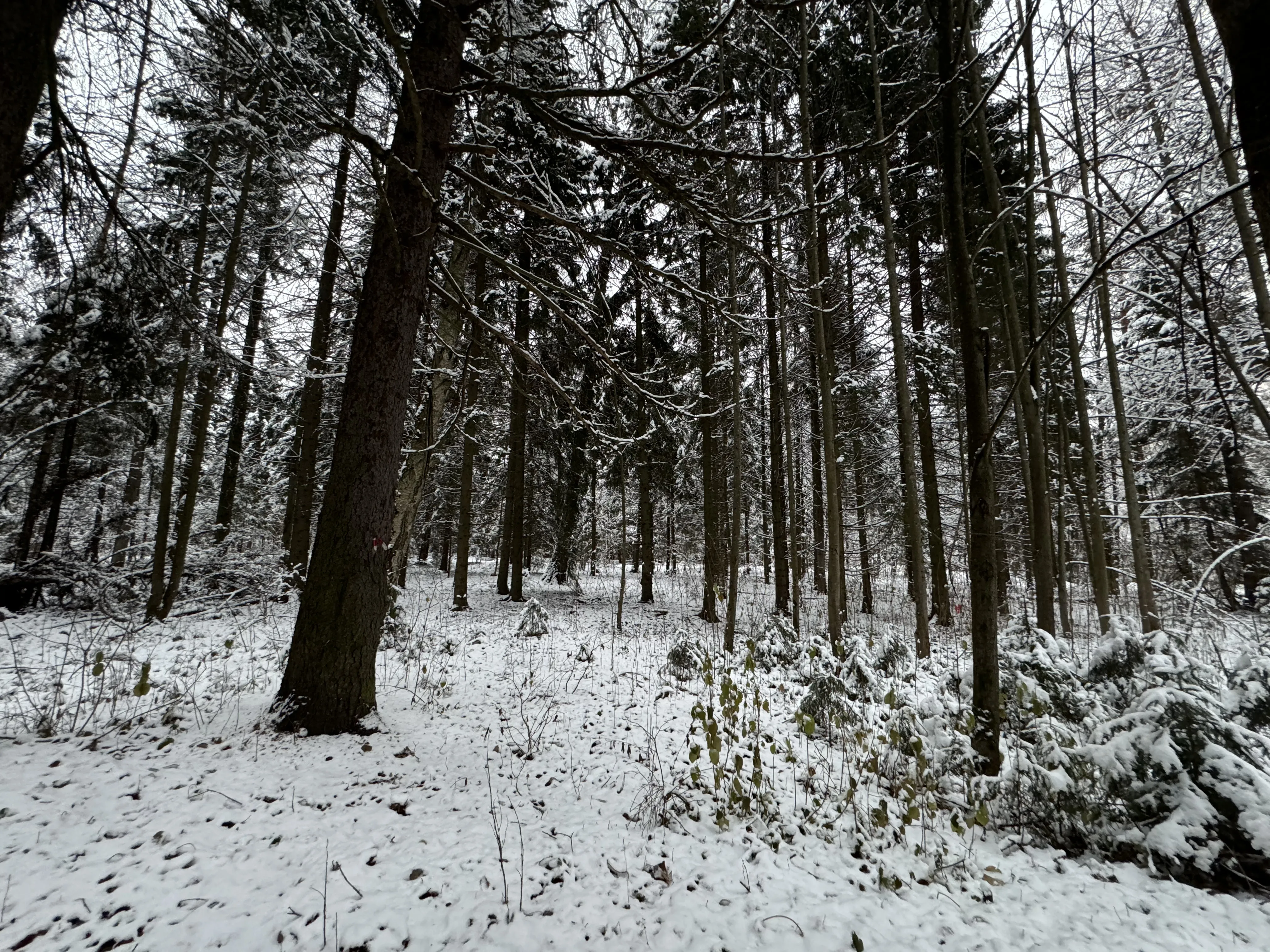Зимняя лесная дорога, фото 19