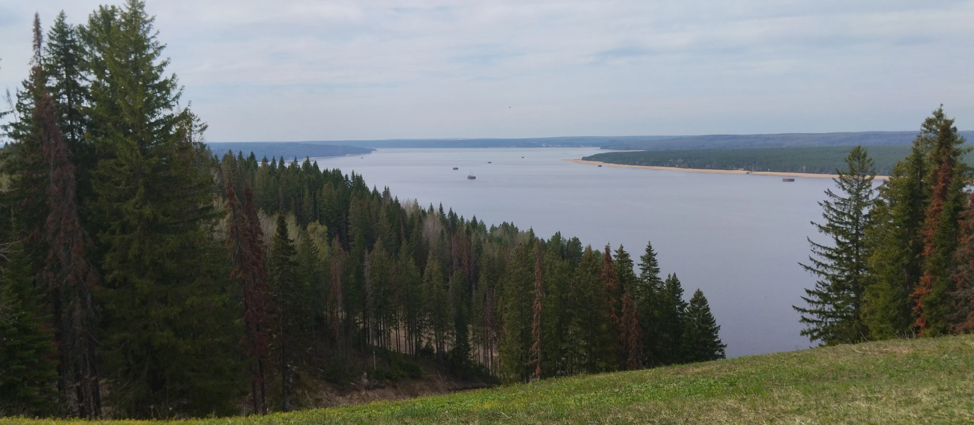 Панорама реки с соснами, фото 5