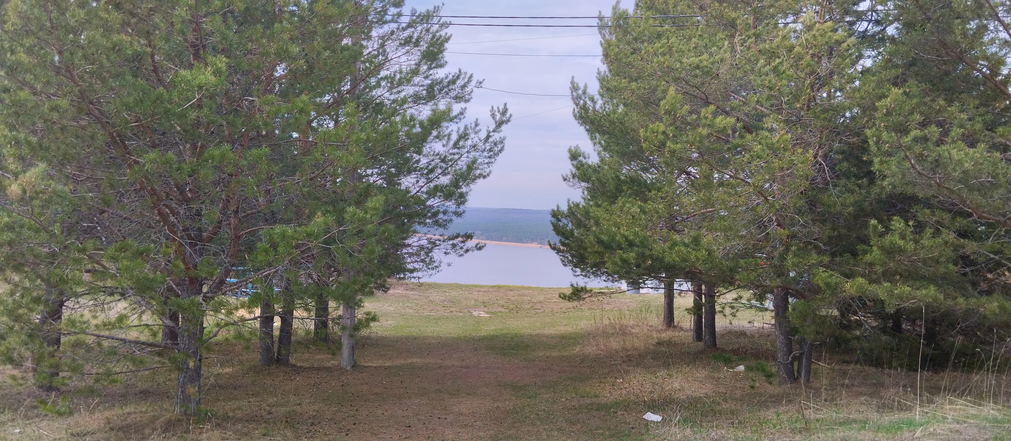 Панорама реки с соснами, фото 3