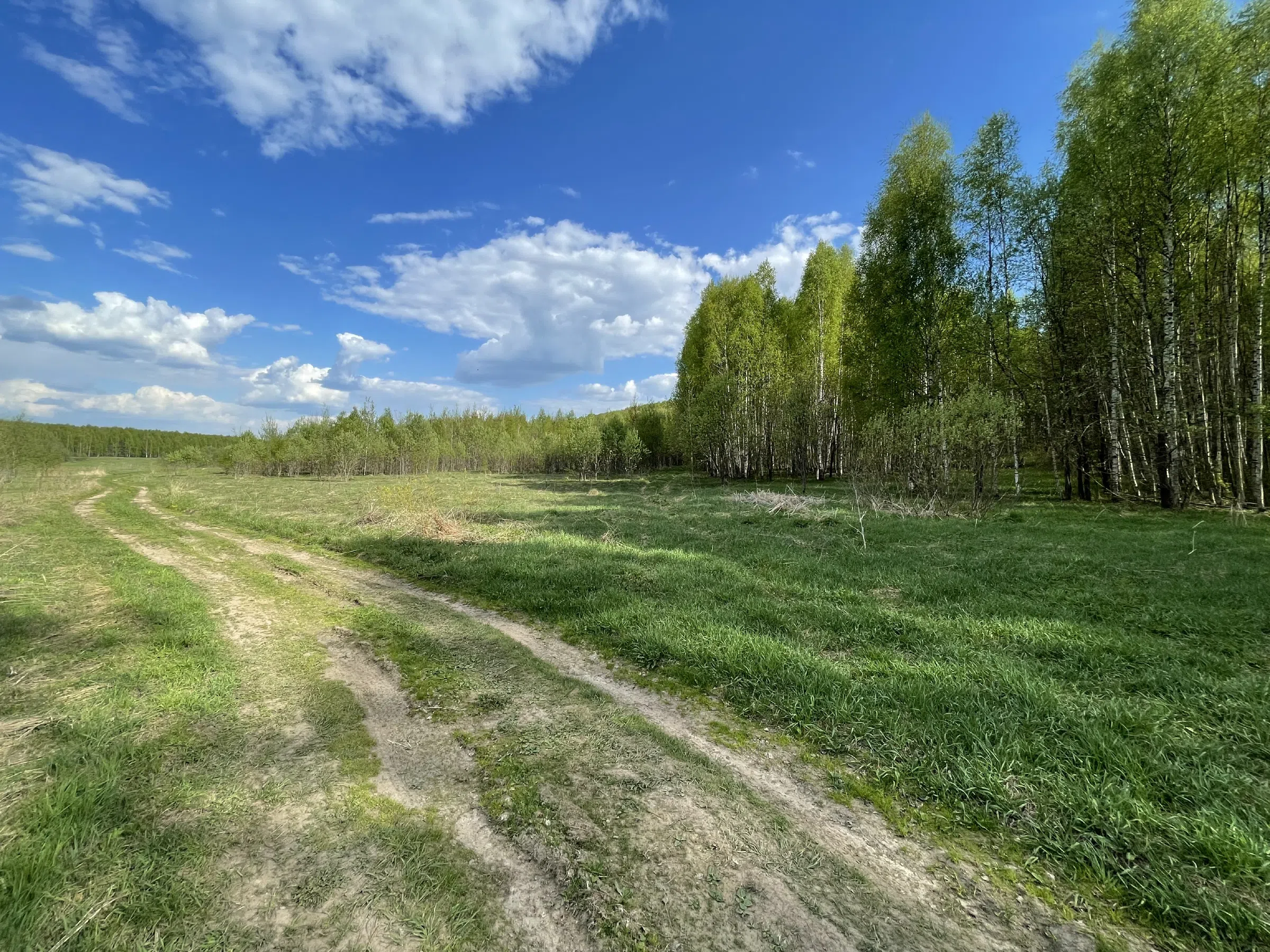 Березовая роща с тропинкой, фото 14