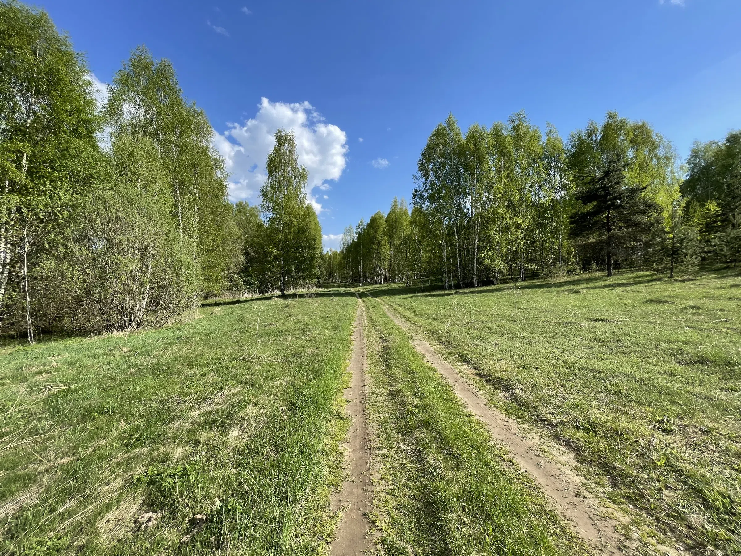 Березовая роща с тропинкой, фото 1