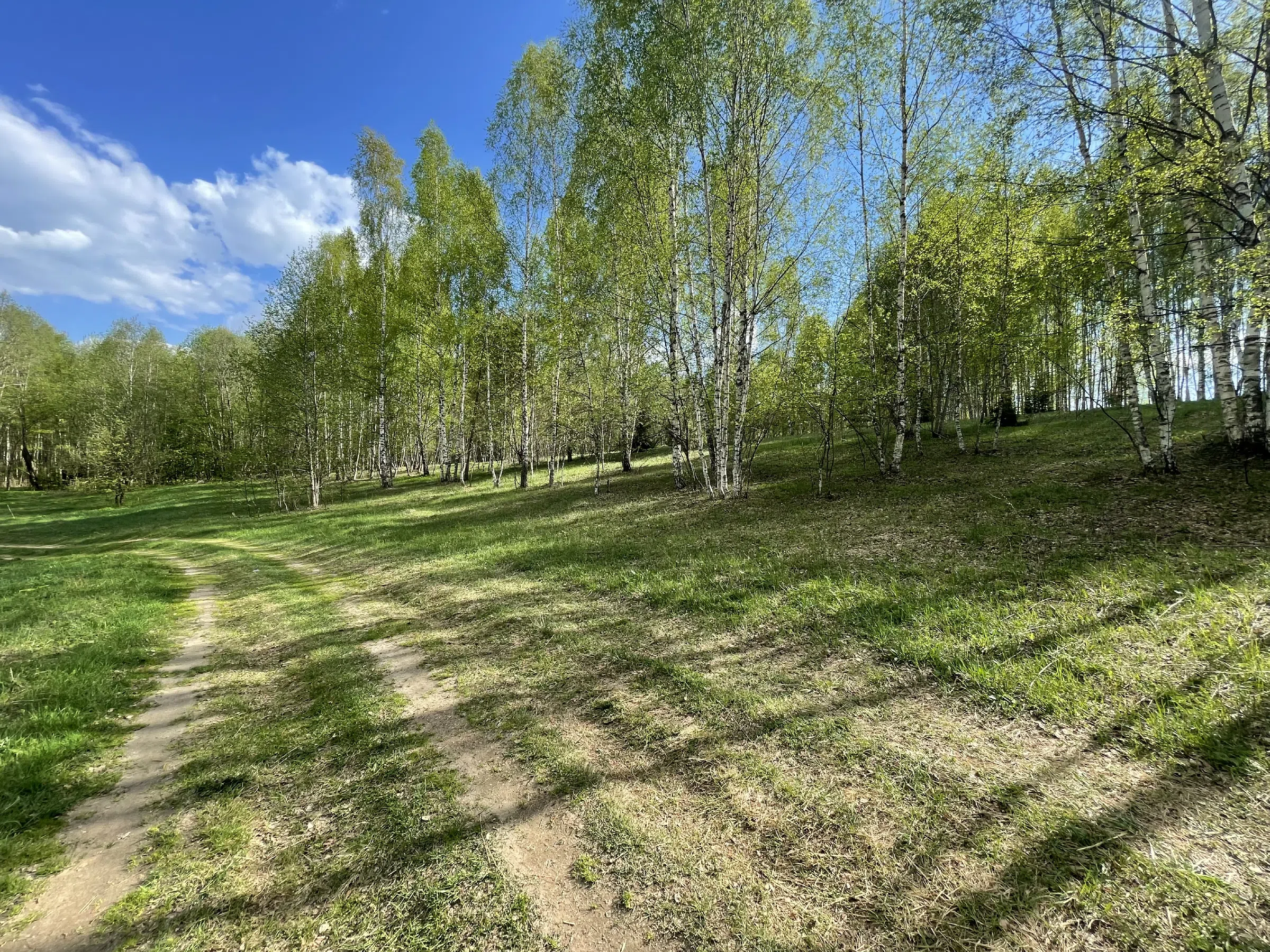 Березовая роща с тропинкой, фото 8