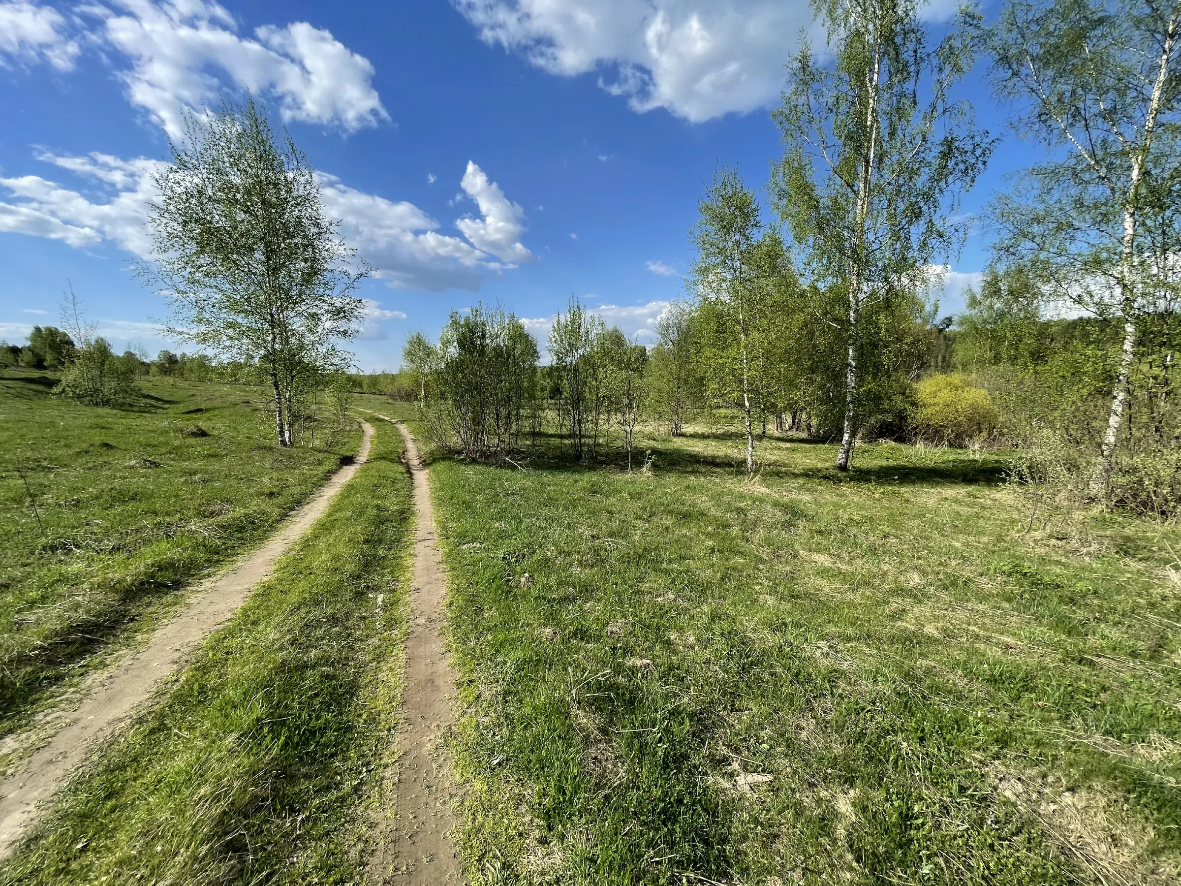 Березовая роща с тропинкой, фото 5