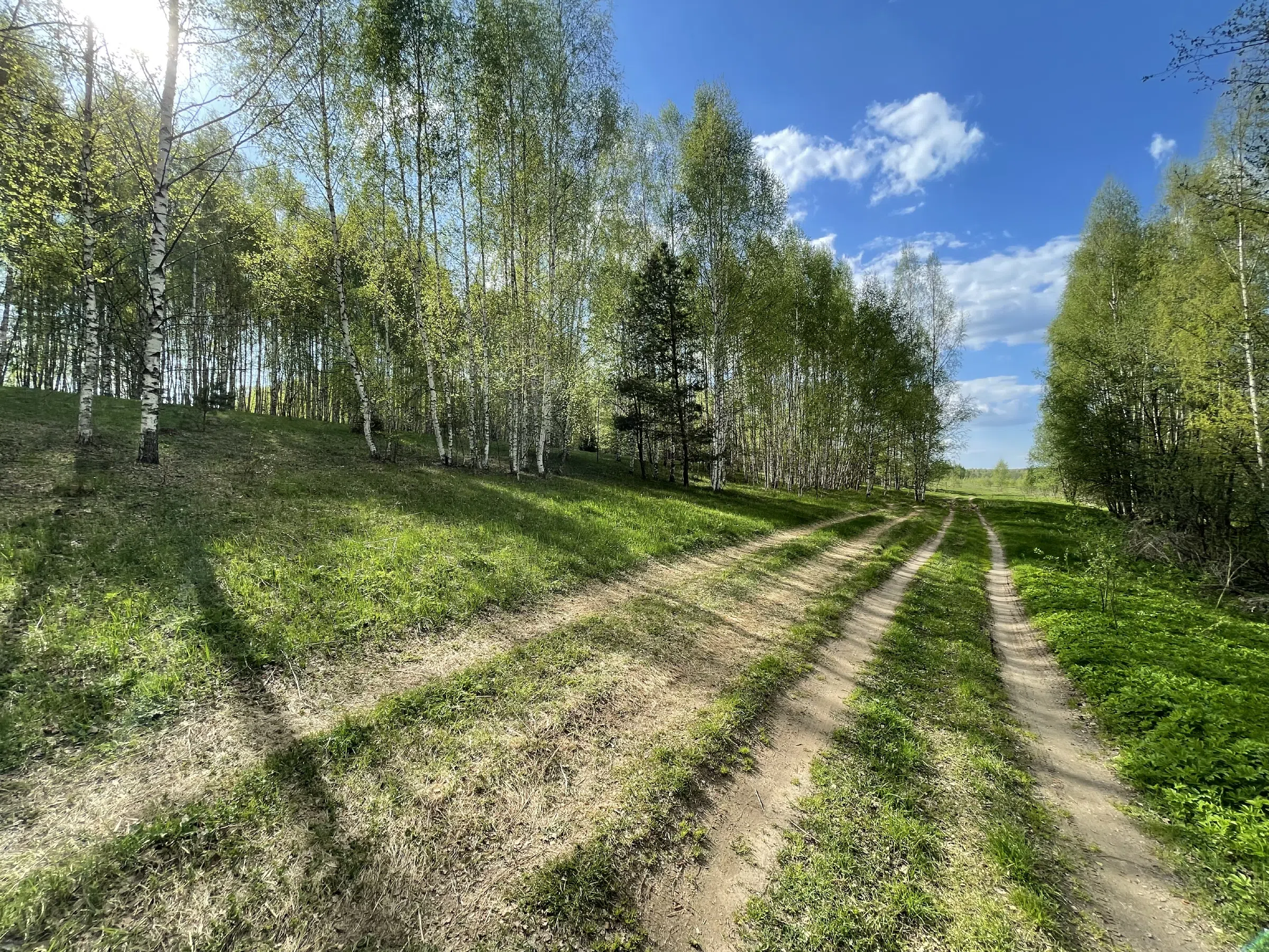 Березовая роща с тропинкой, фото 11