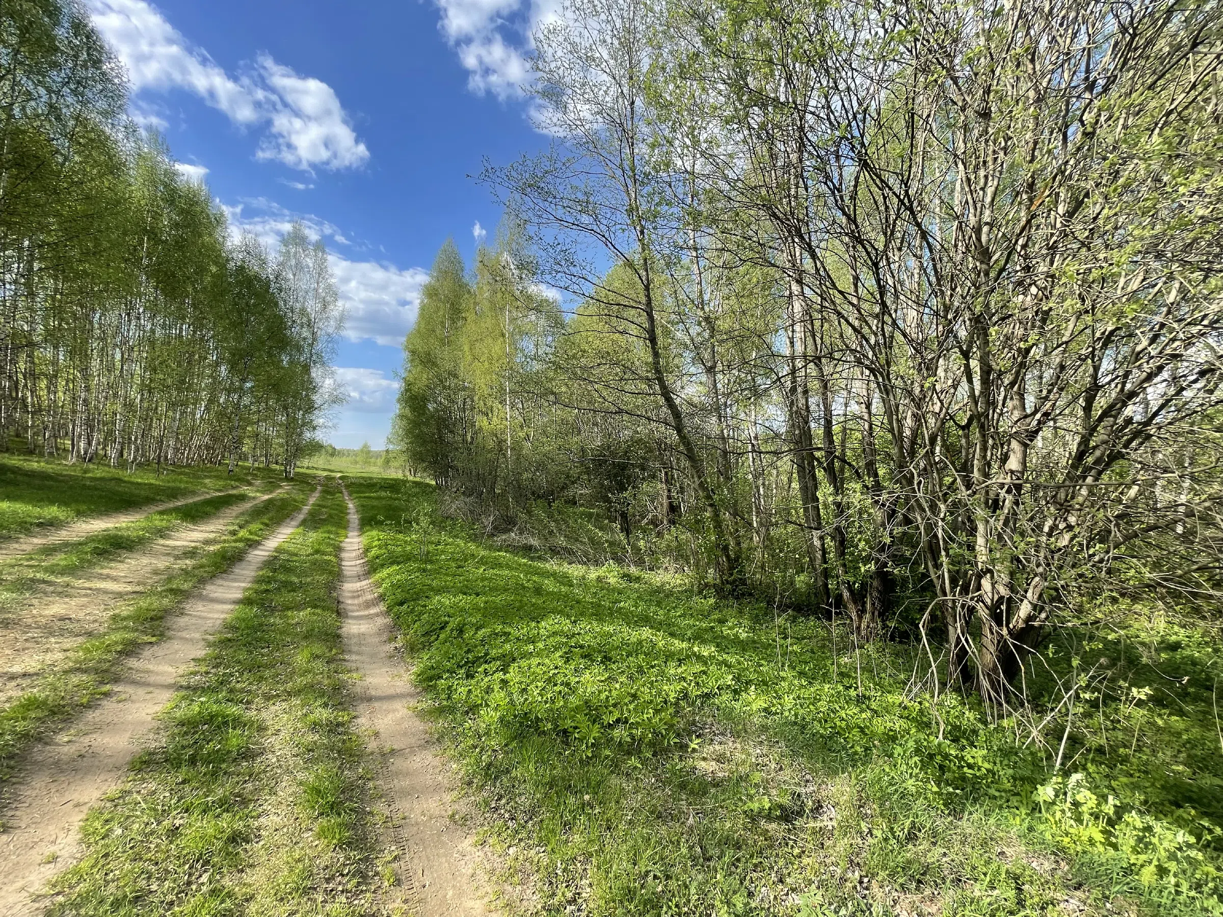 Березовая роща с тропинкой, фото 12
