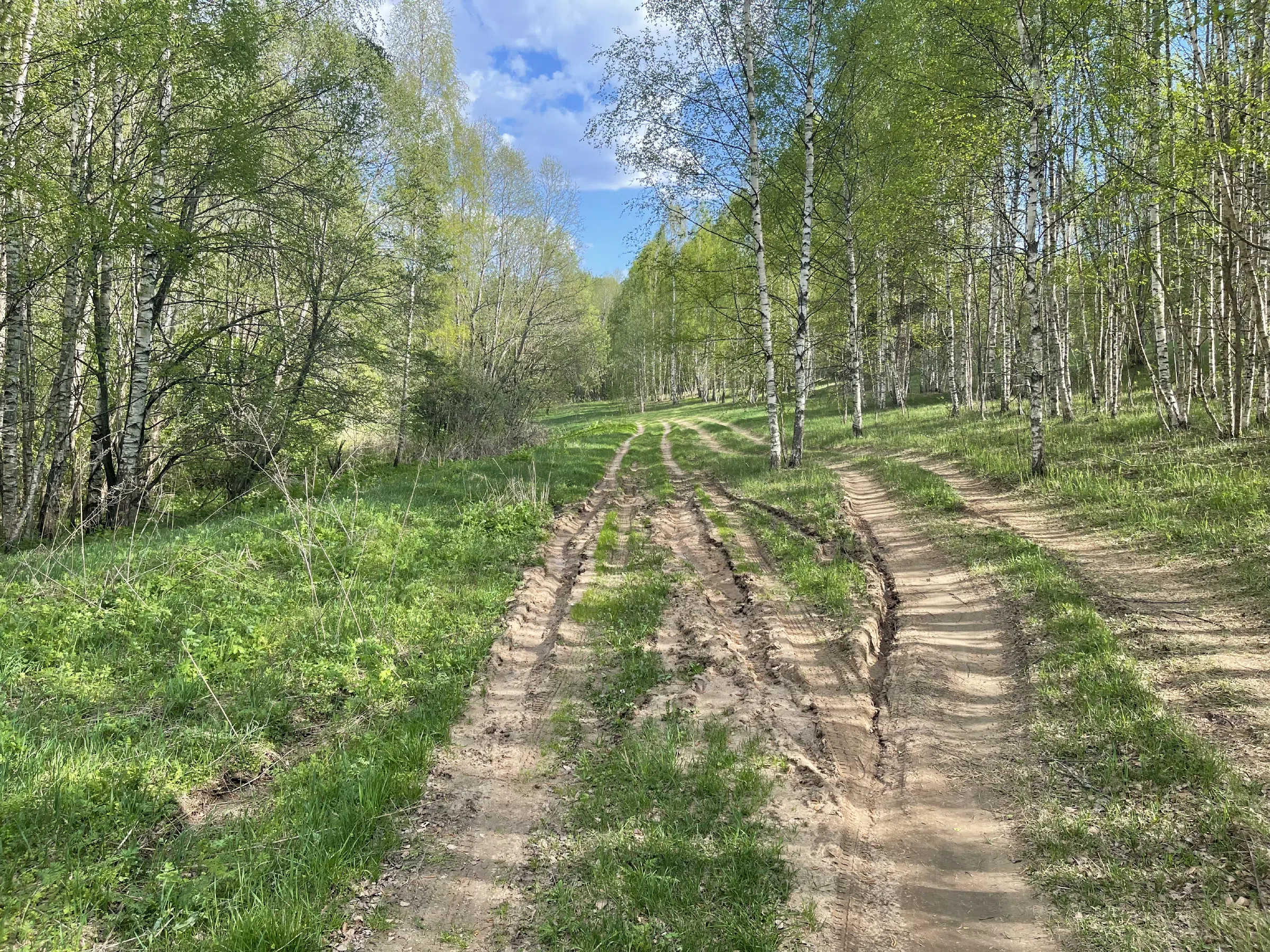 Березовая роща с тропинкой, фото 6
