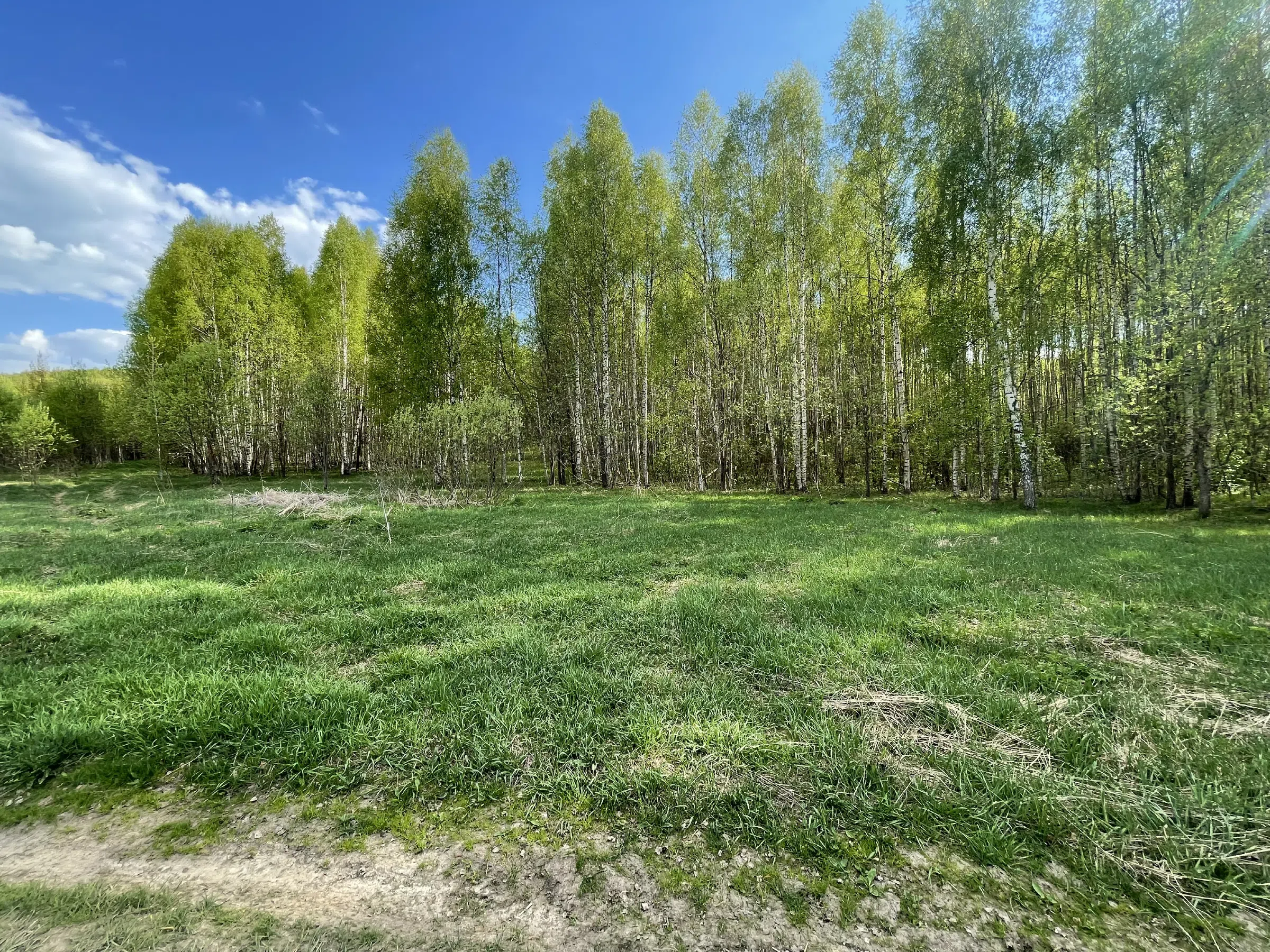 Березовая роща с тропинкой, фото 15