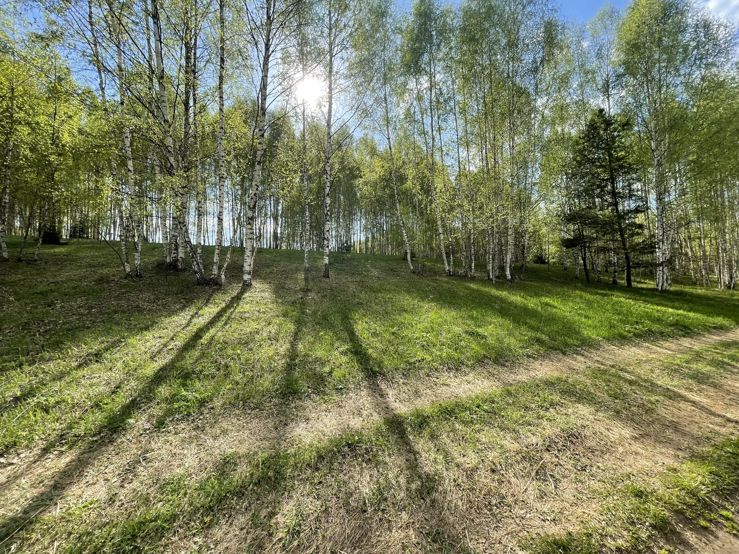 Березовая роща с тропинкой, фото 10