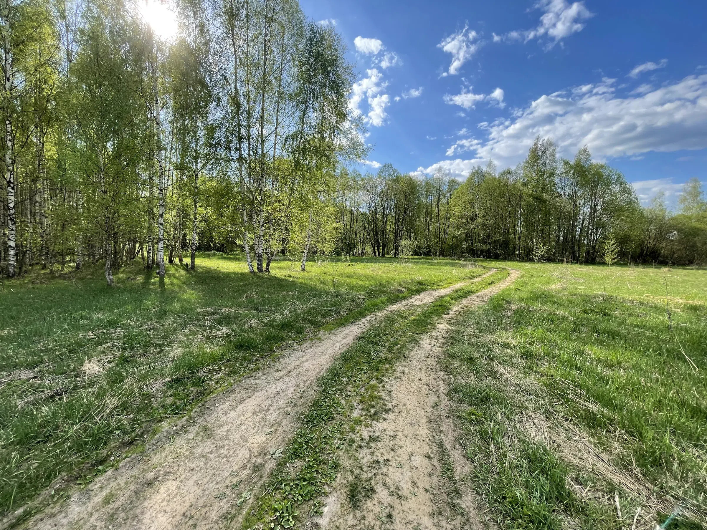 Березовая роща с тропинкой, фото 16