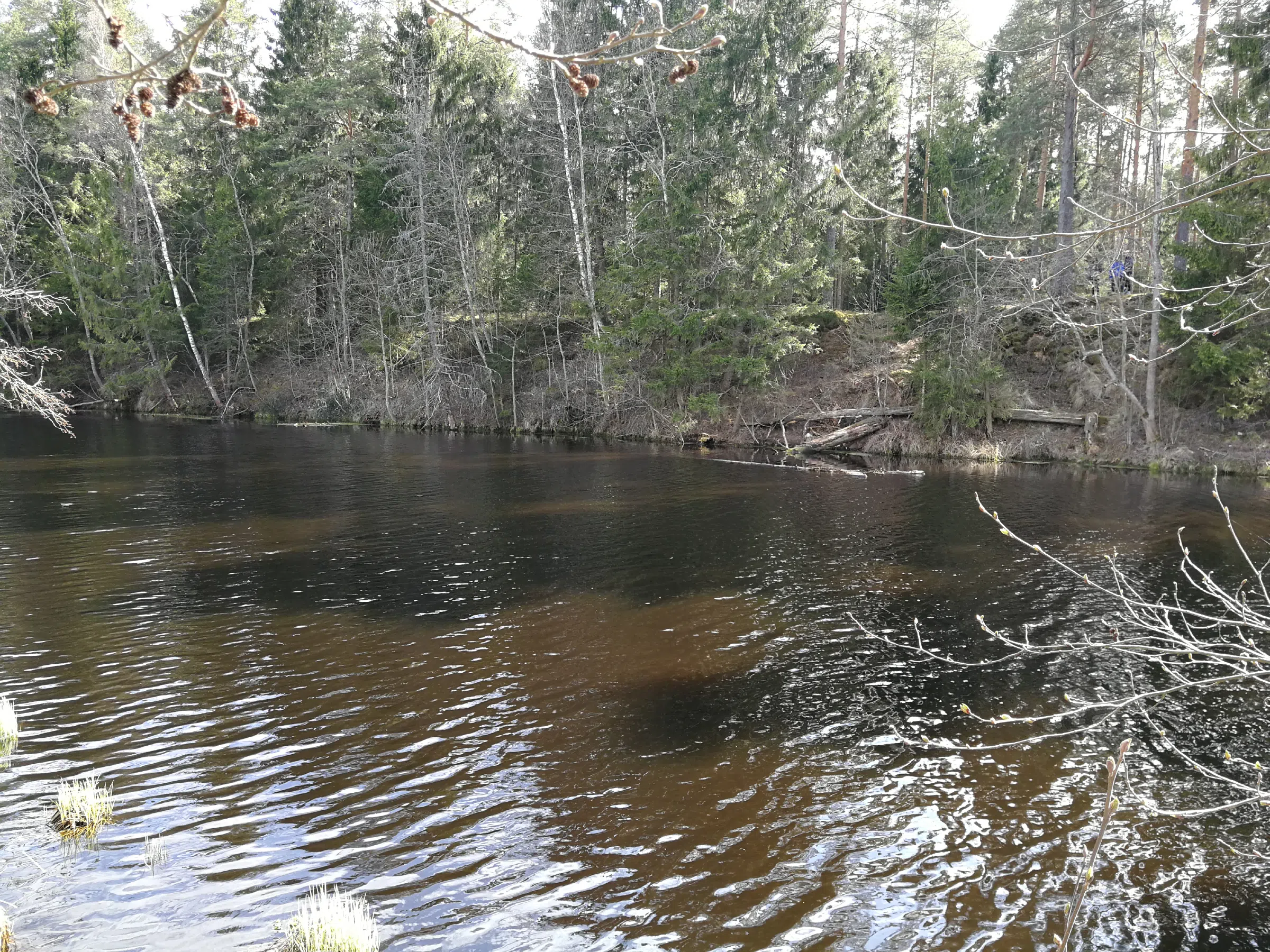 Лесное озеро с камышами, фото 5