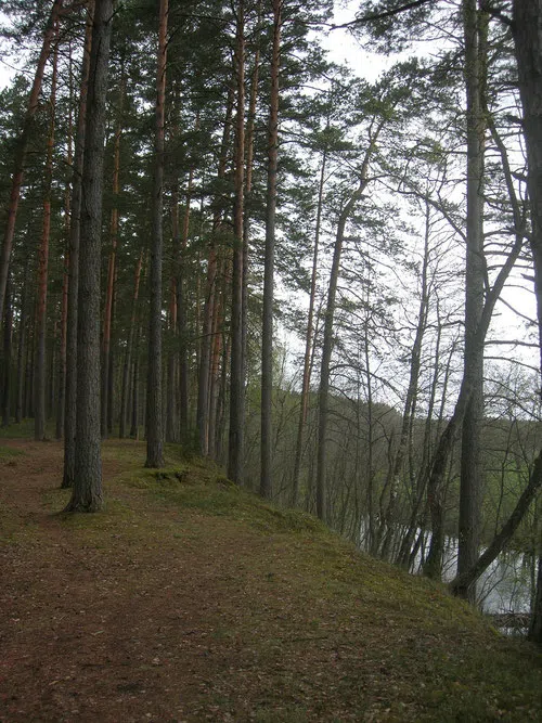 Ржавый ручей в лесу, фото 17