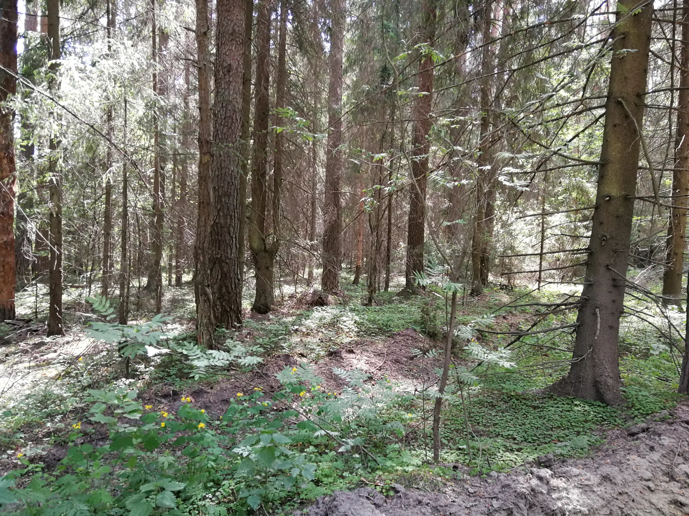 Хвойный лес с дорогой, фото 6