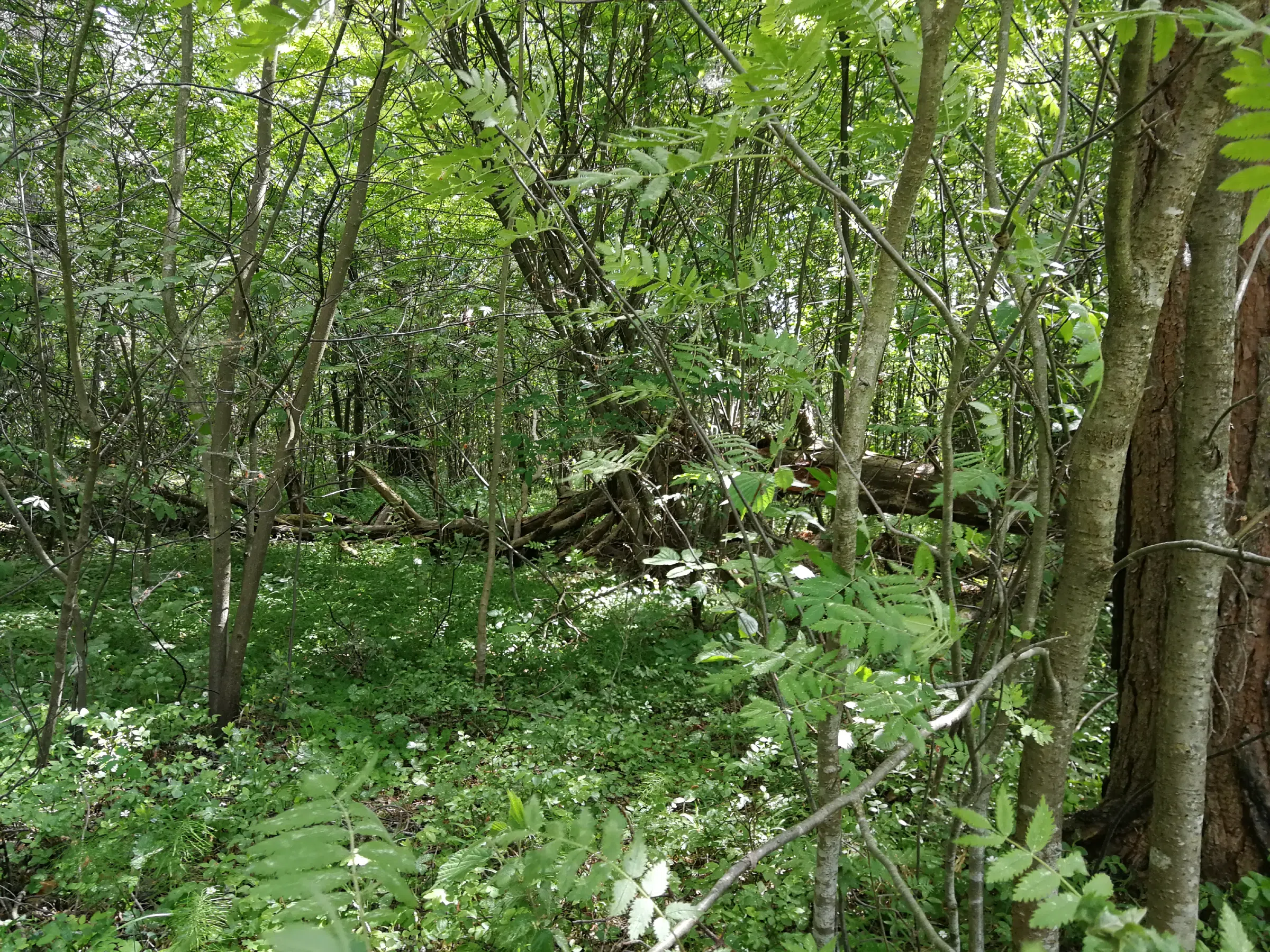 Хвойный лес с дорогой, фото 13
