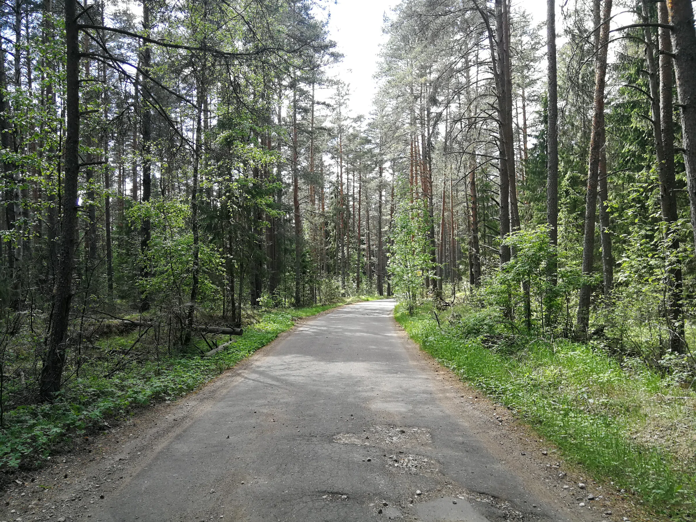 Хвойный лес с дорогой, фото 1