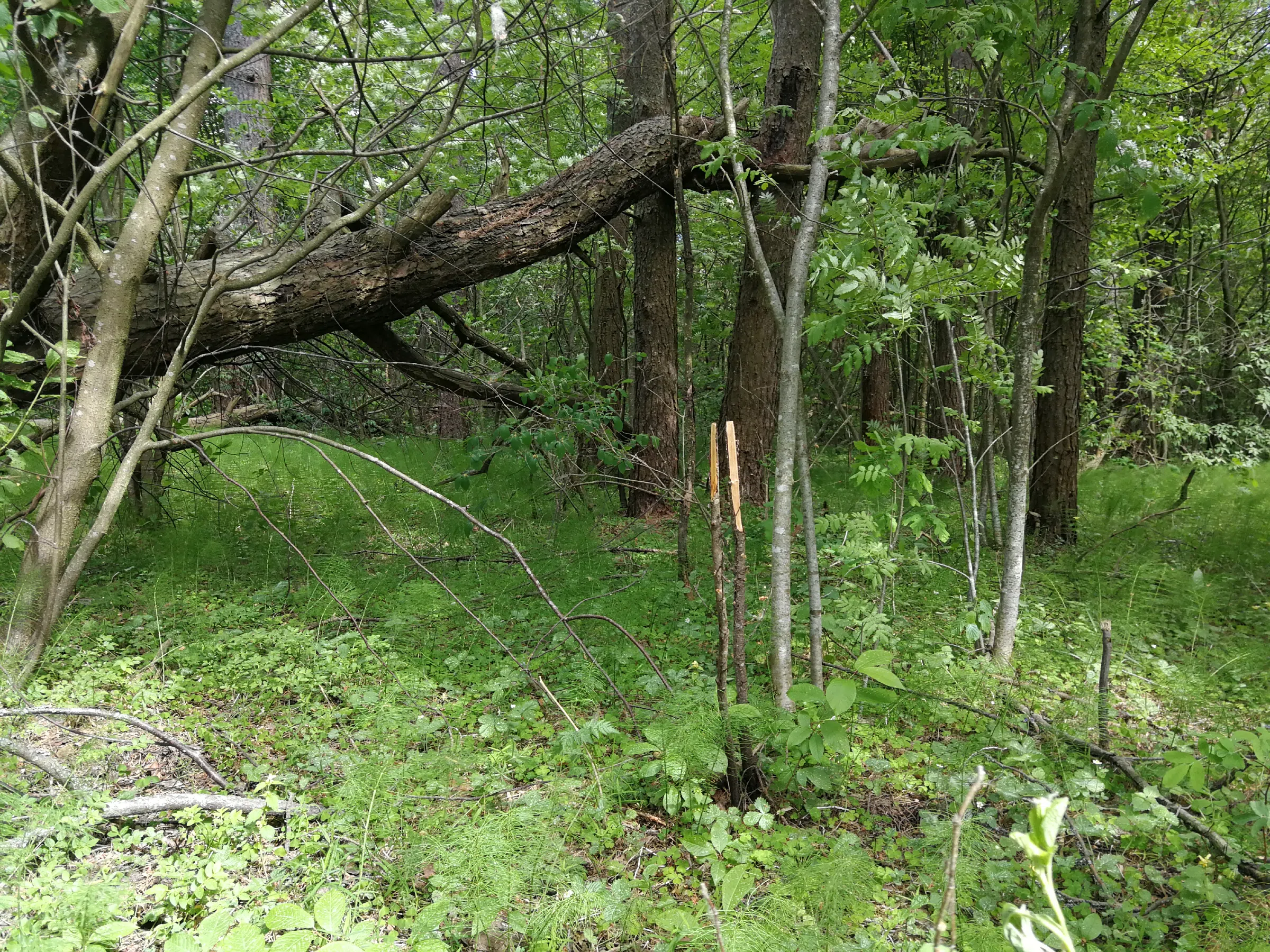Хвойный лес с дорогой, фото 11
