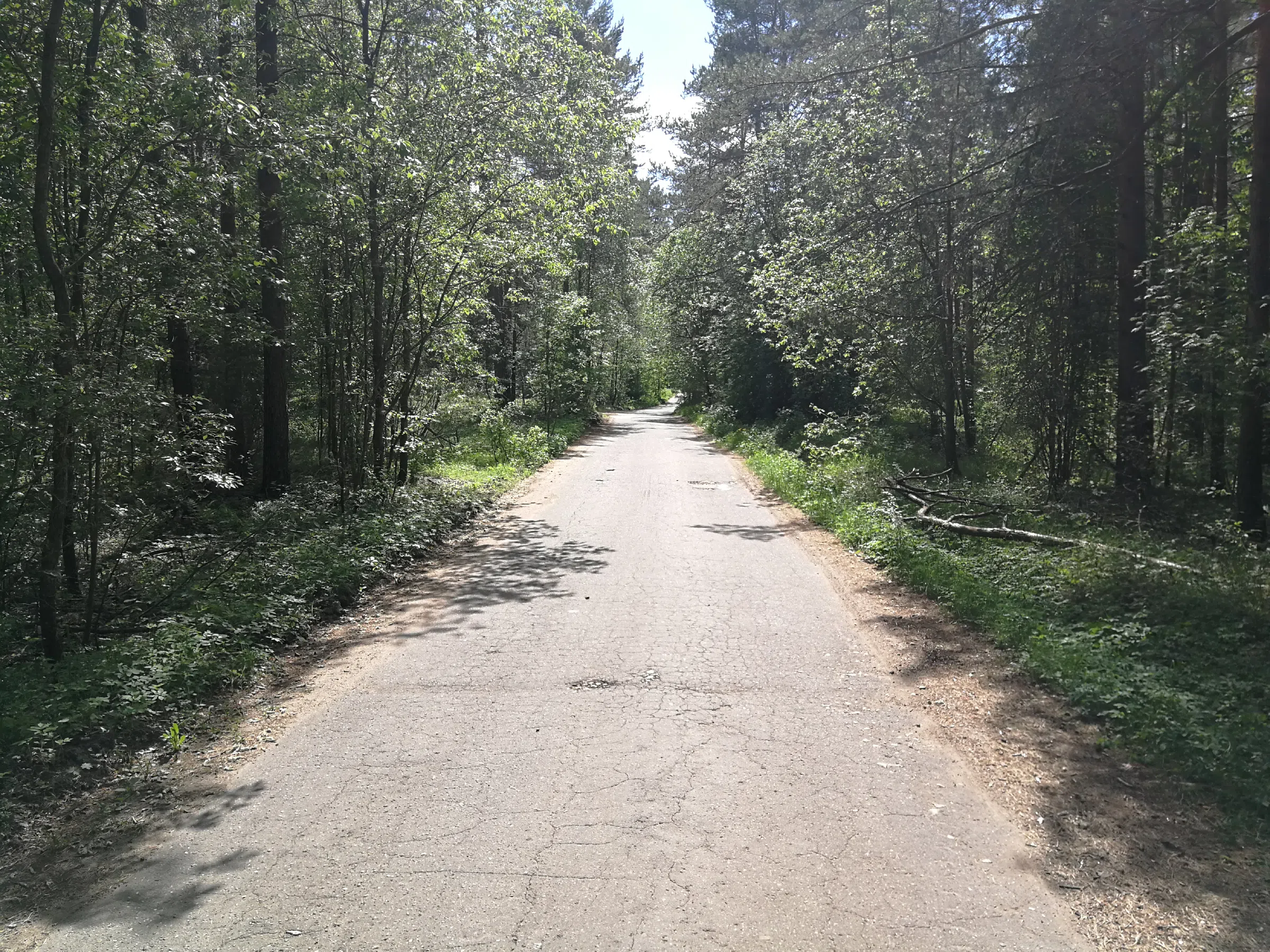 Хвойный лес с дорогой, фото 3