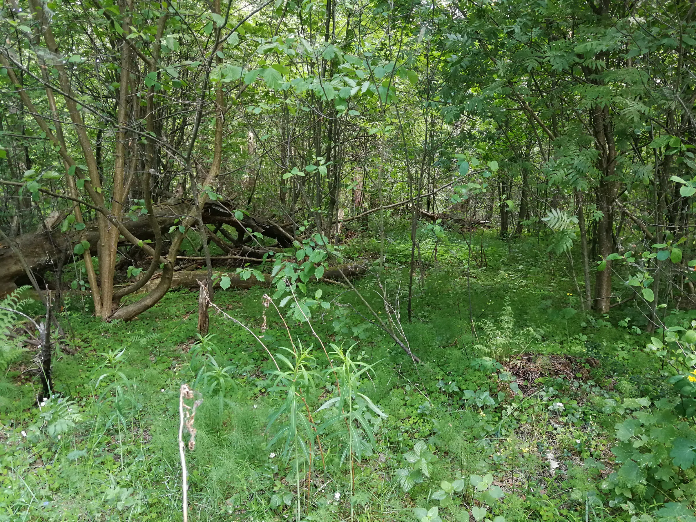 Хвойный лес с дорогой, фото 17