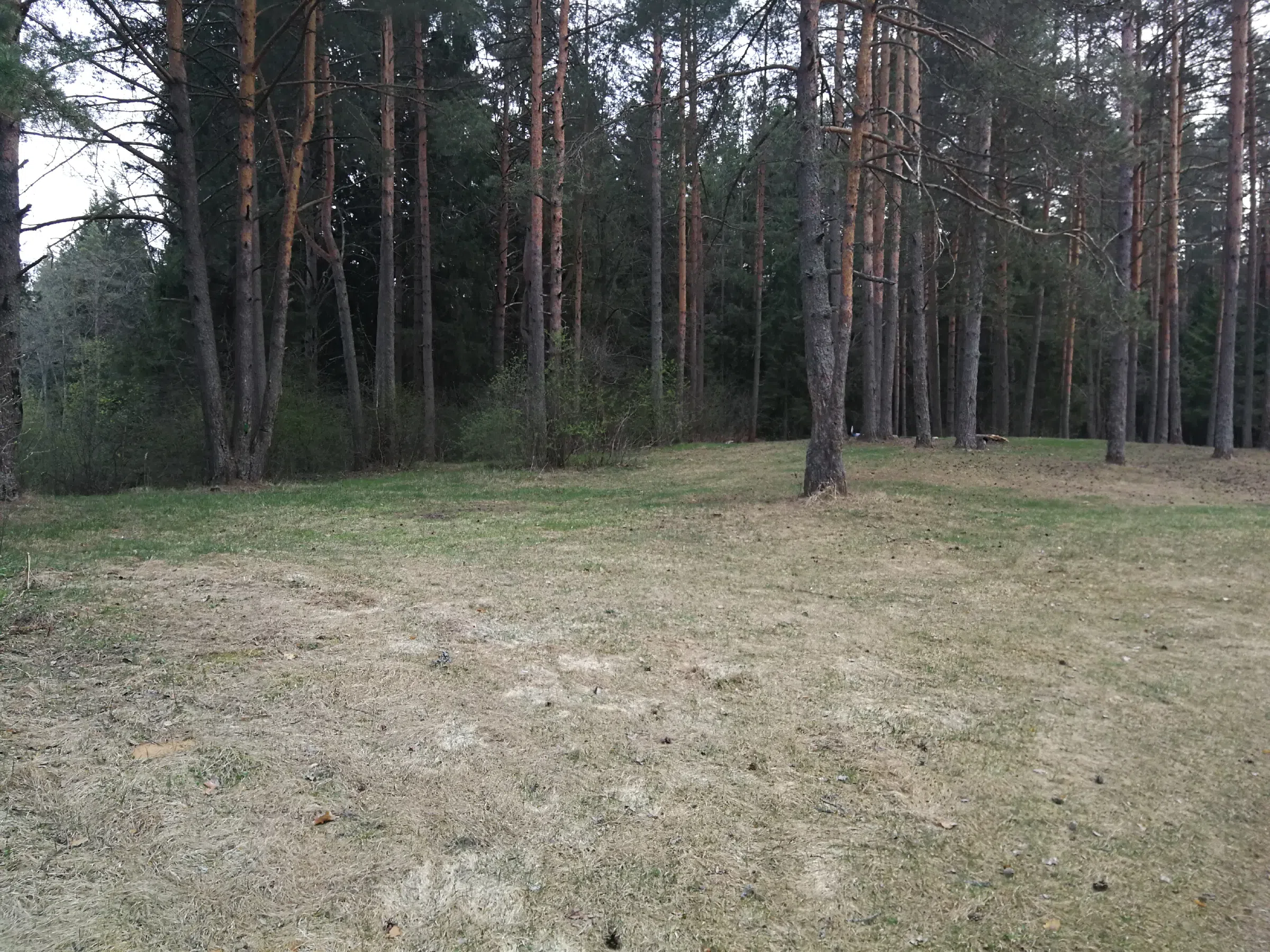 Холмистый сосновый лес, фото 15