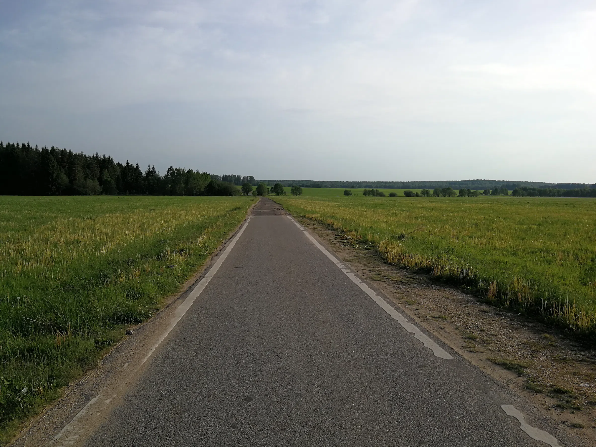 Холмистый сосновый лес, фото 23