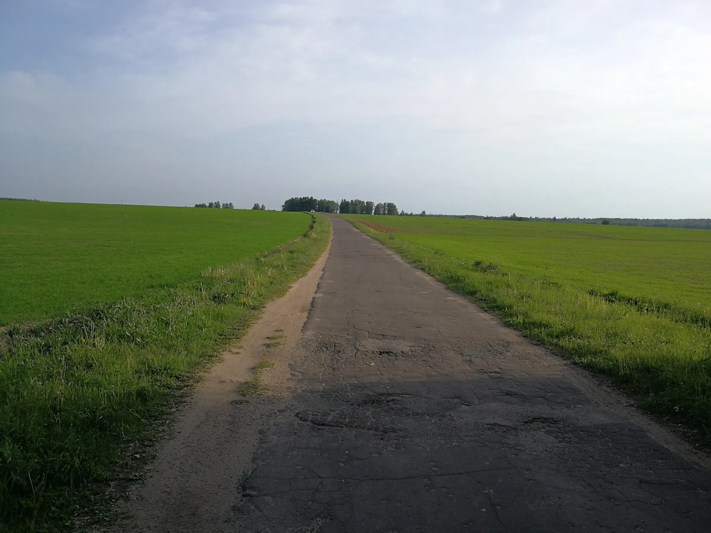 Холмистый сосновый лес, фото 24