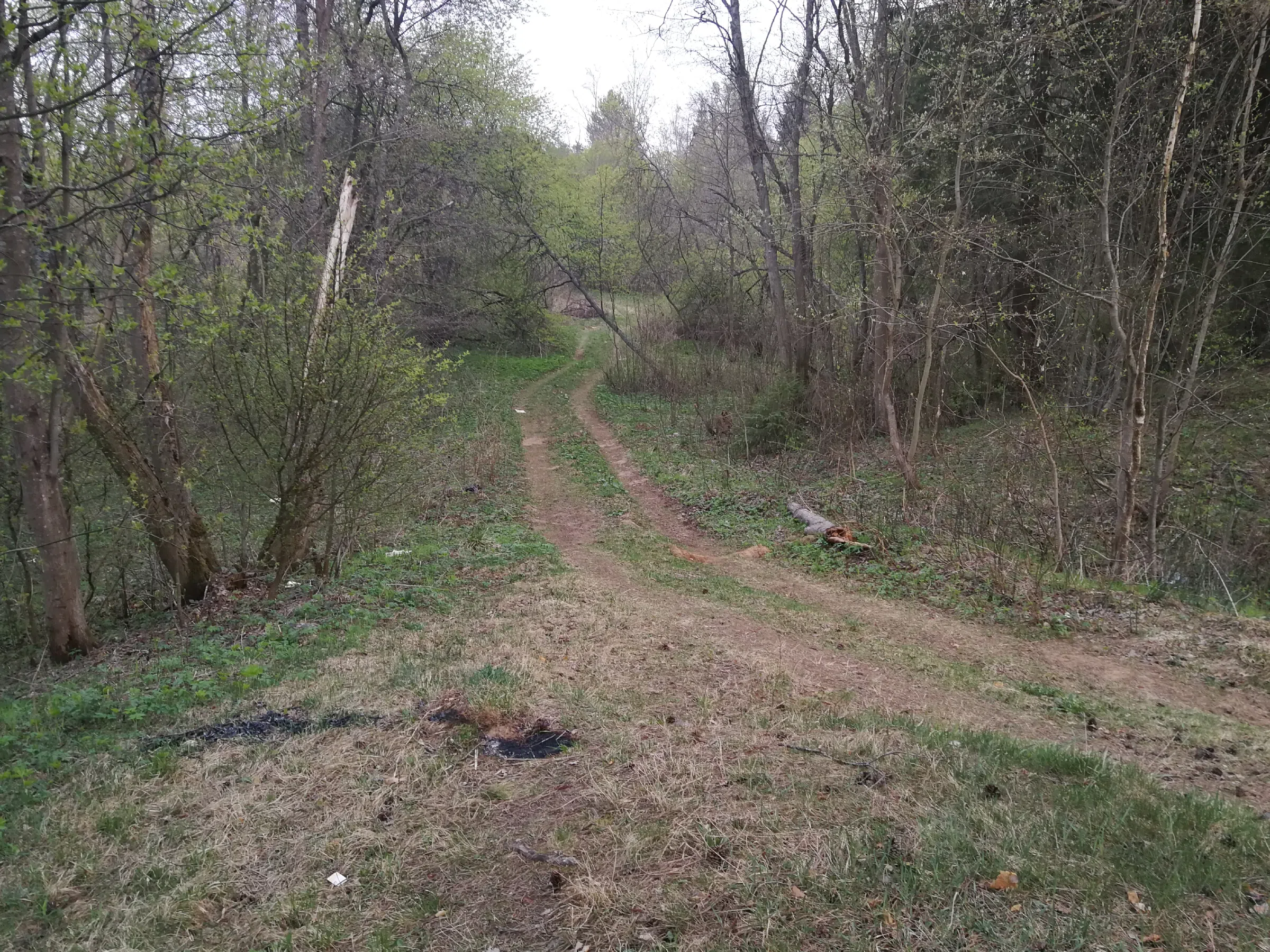 Холмистый сосновый лес, фото 11