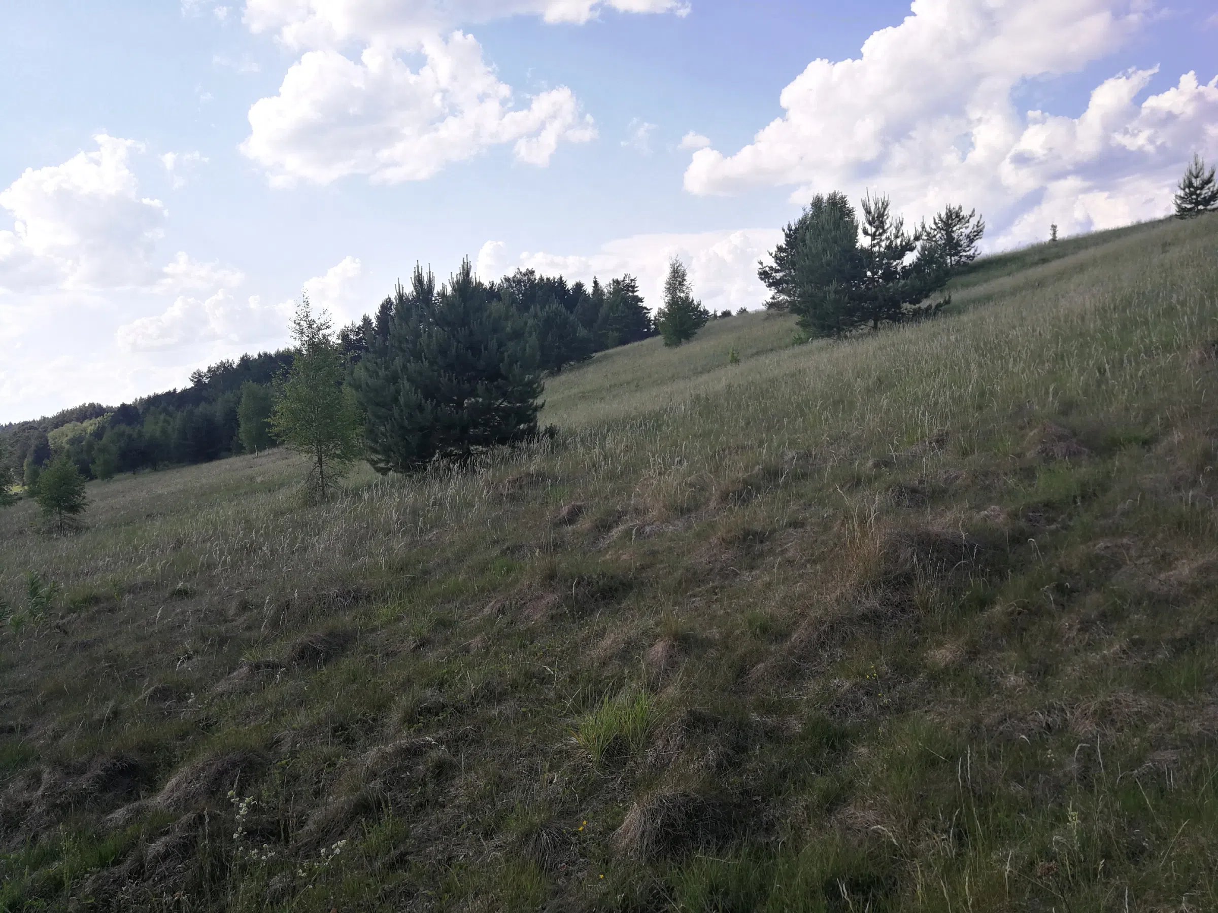 Поля с рекой у леса, фото 10
