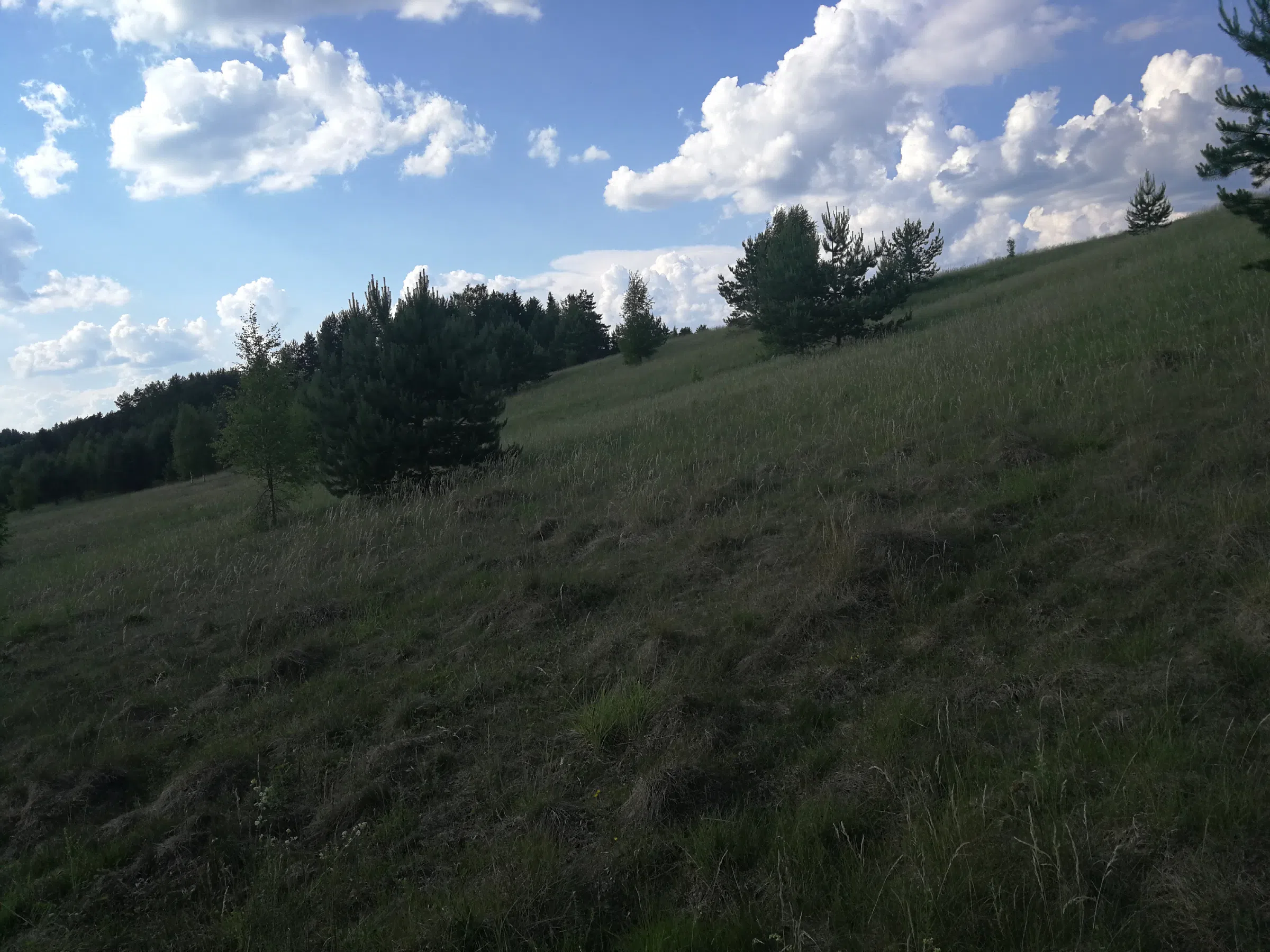 Поля с рекой у леса, фото 8