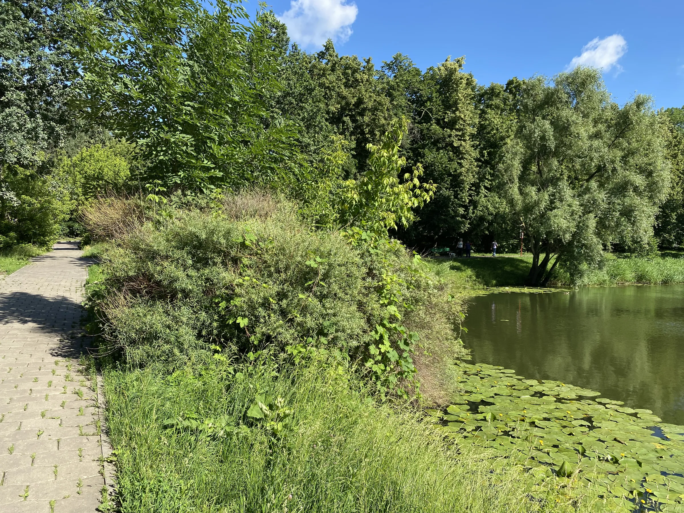 Парк у пруда с лилиями, фото 6