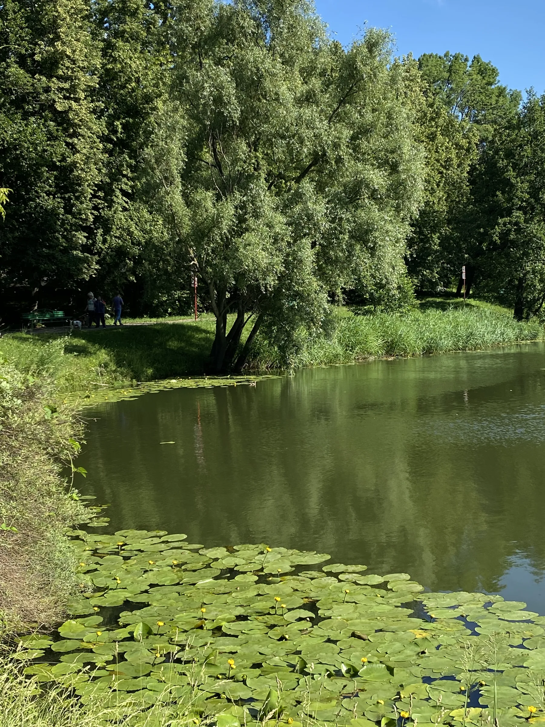 Парк у пруда с лилиями, фото 5
