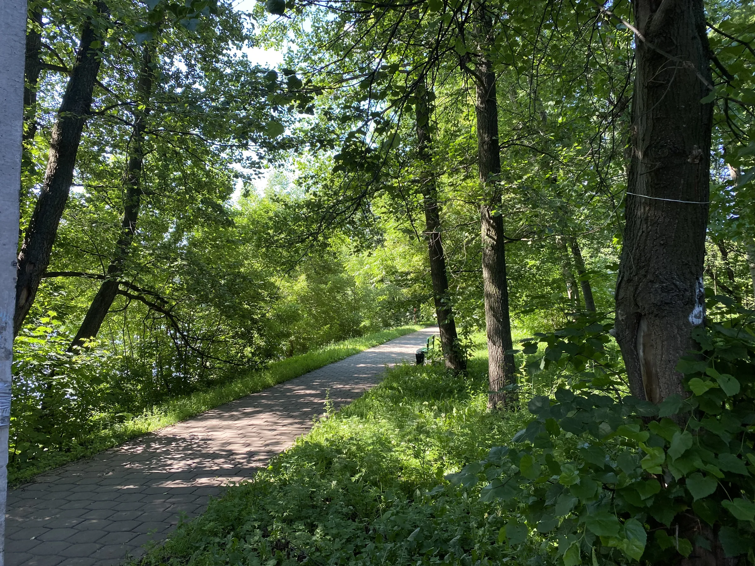 Парк у пруда с лилиями, фото 15