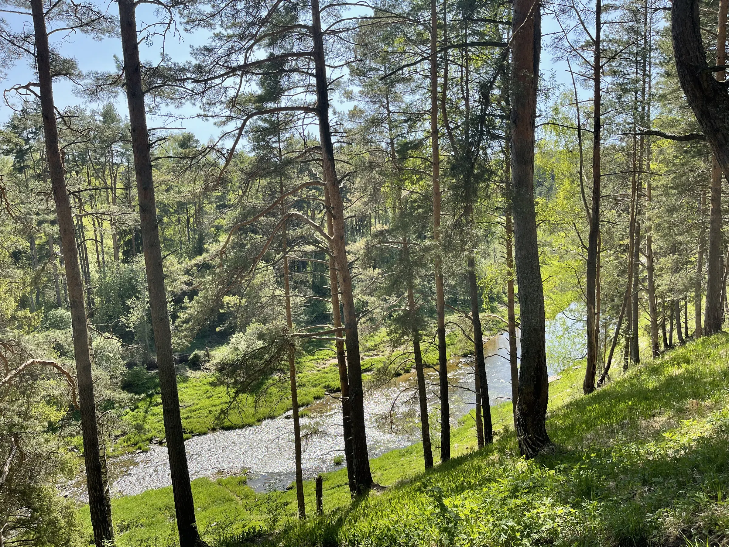 Прибрежный сосновый лес, фото 4
