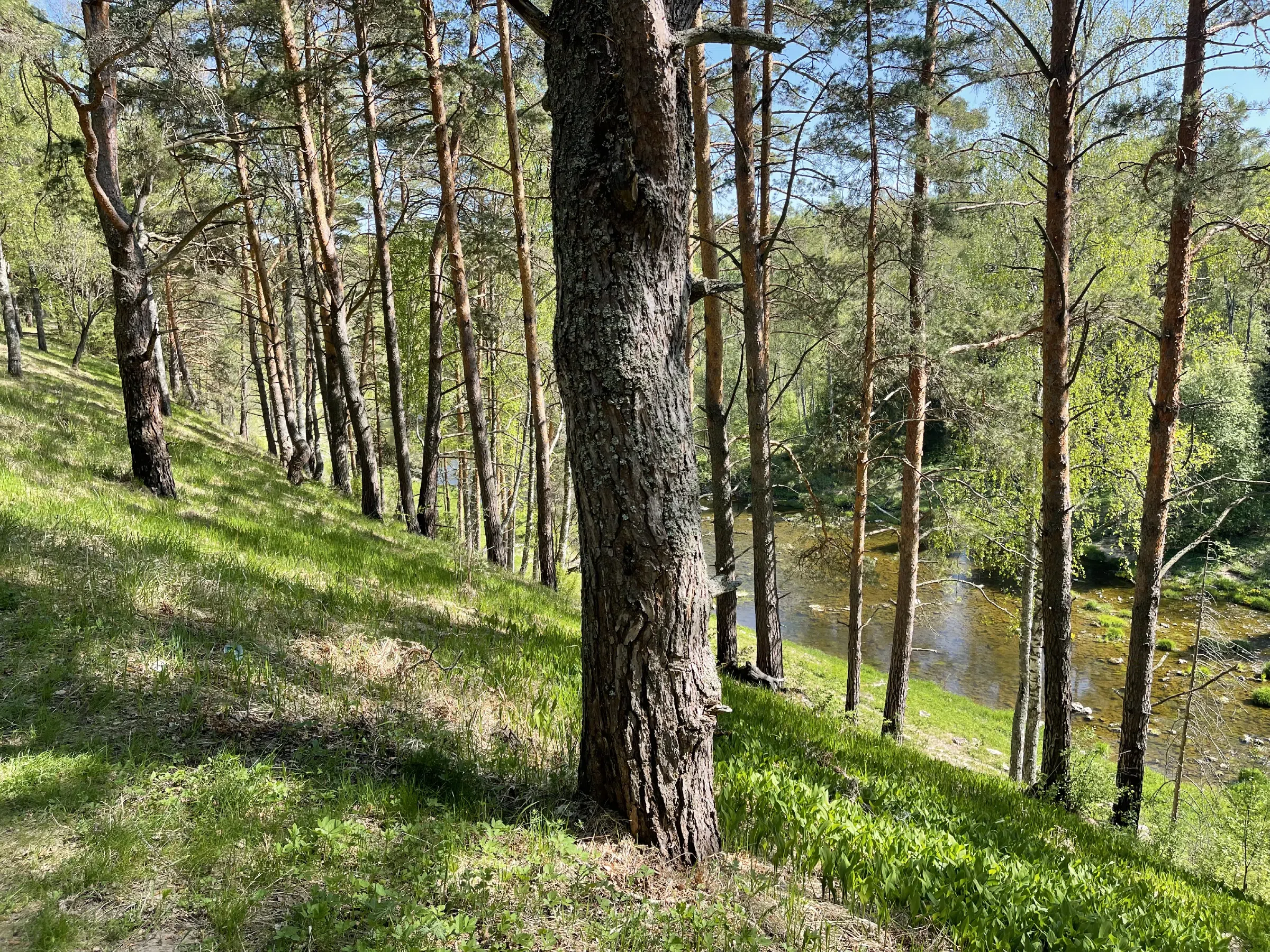 Прибрежный сосновый лес, фото 2