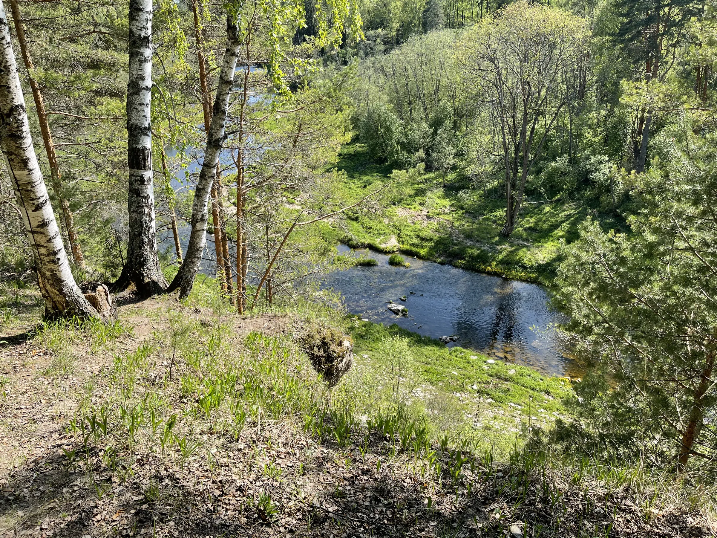 Прибрежный сосновый лес, фото 15