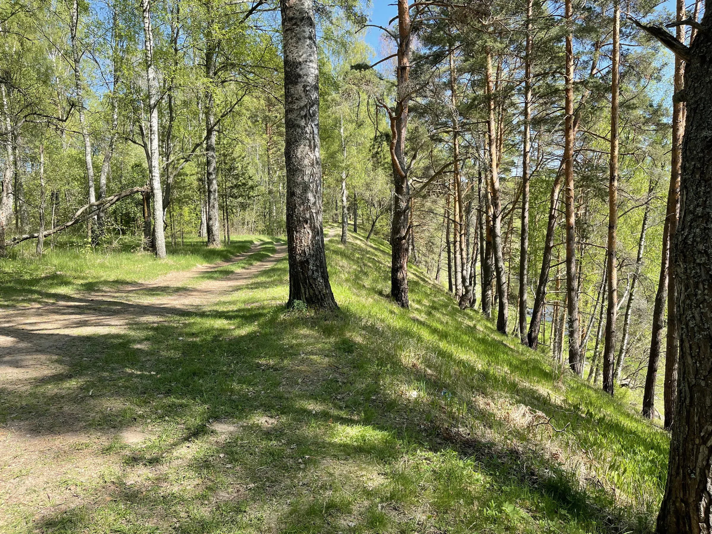Прибрежный сосновый лес, фото 1
