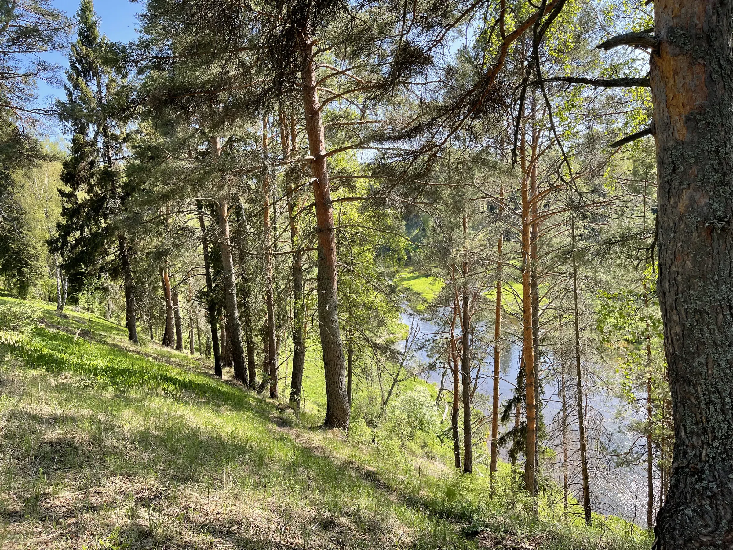 Прибрежный сосновый лес, фото 16
