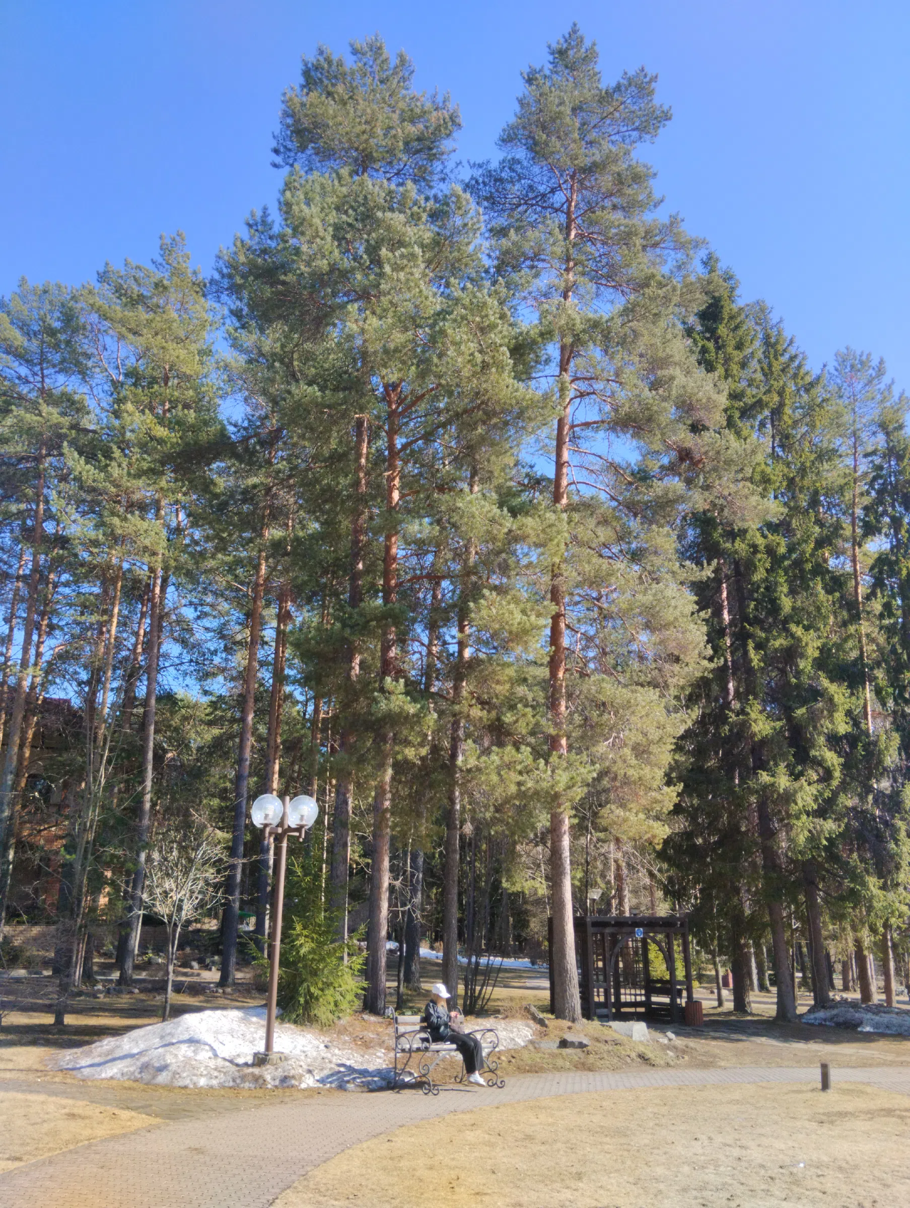 Сосновый лес с дорожками, фото 1