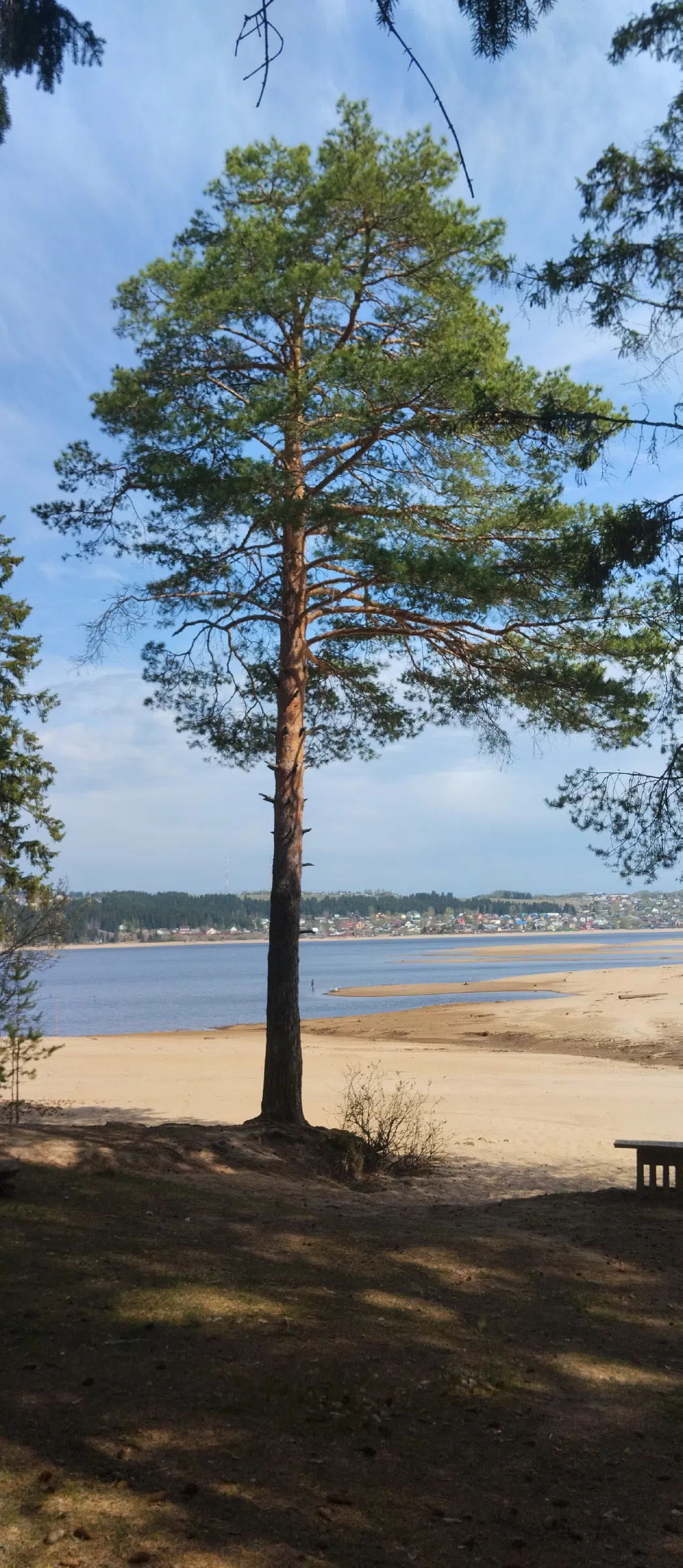 Пляж в сосновом лесу, фото 5