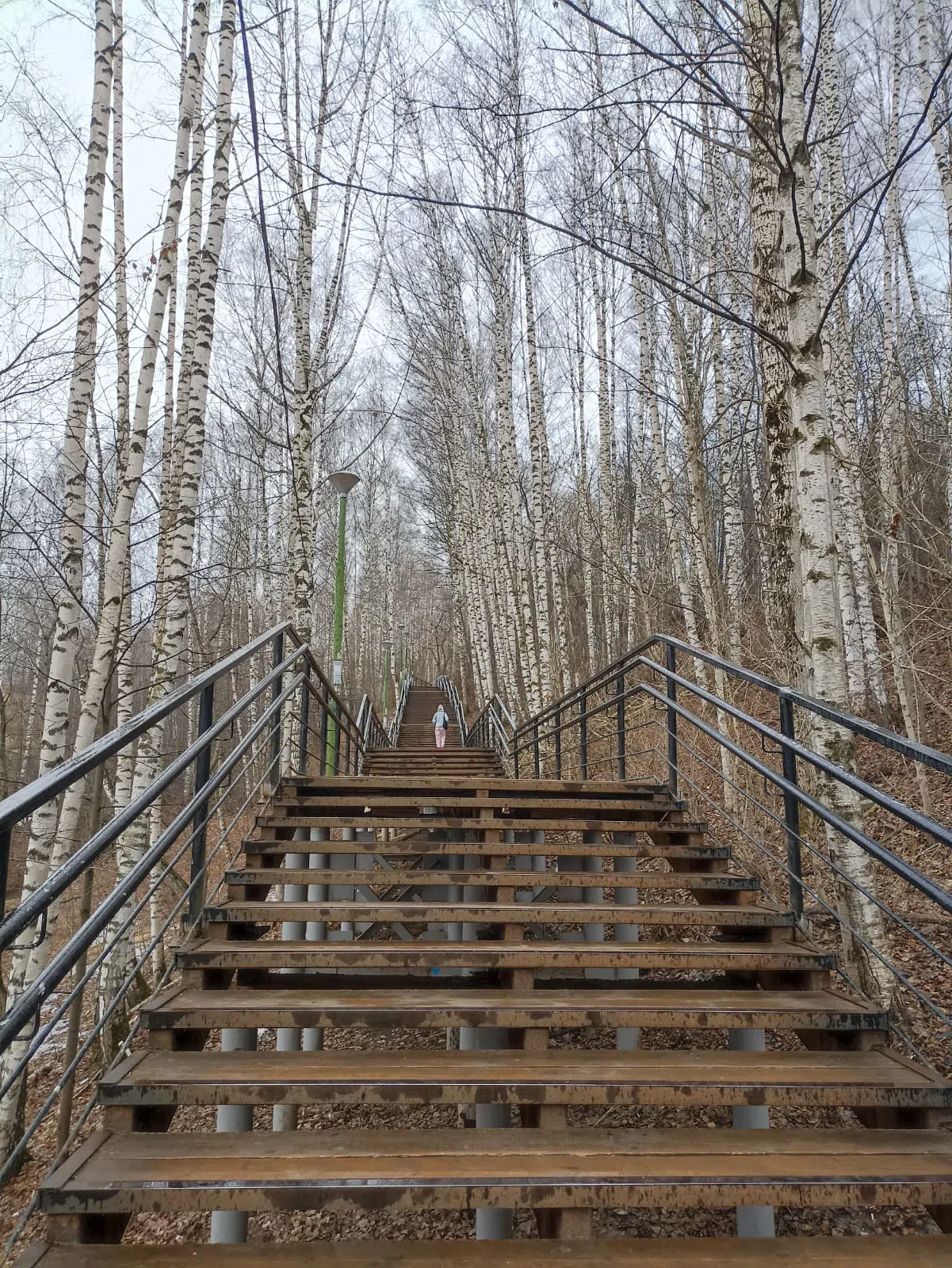 Лесница в берёзовой роще, фото 8