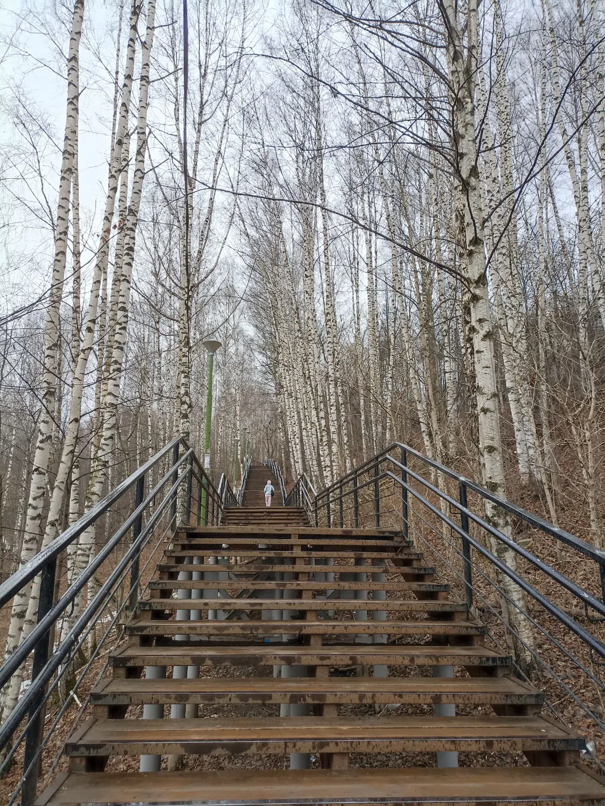 Лесница в берёзовой роще, фото 7