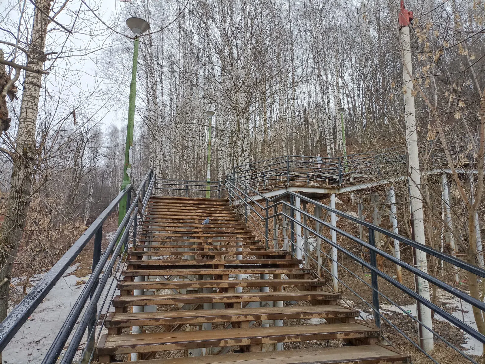 Лесница в берёзовой роще, фото 5