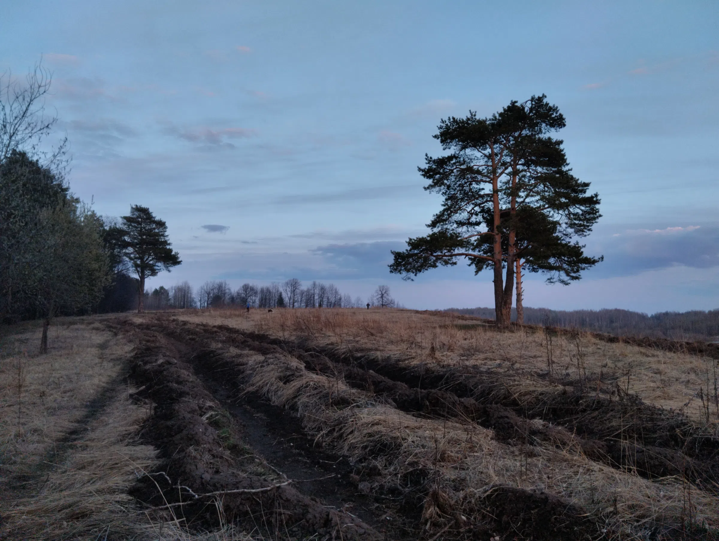 Поле на закате, фото 21